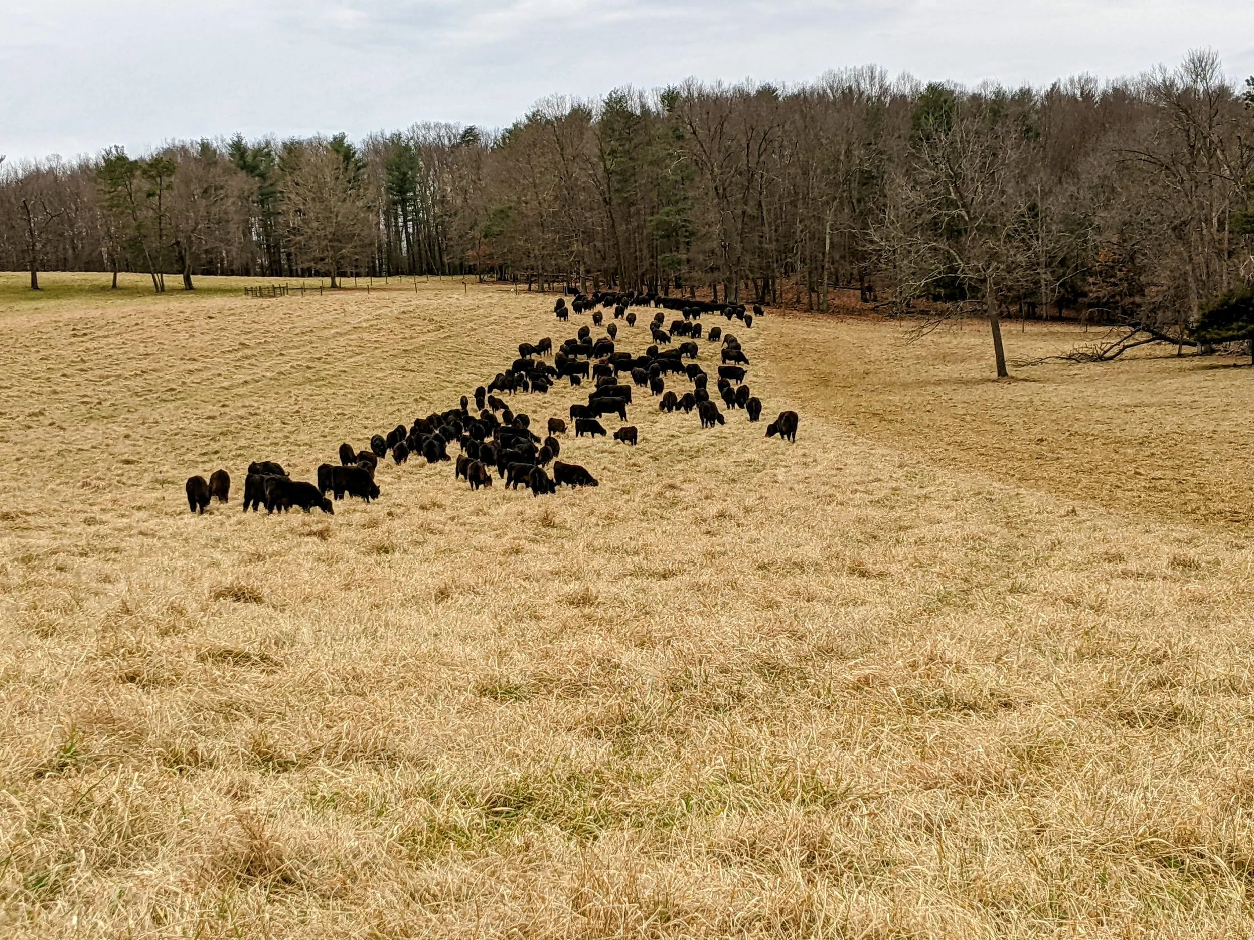 Black bison grazing in a field with trees and cloudy sky in the background.