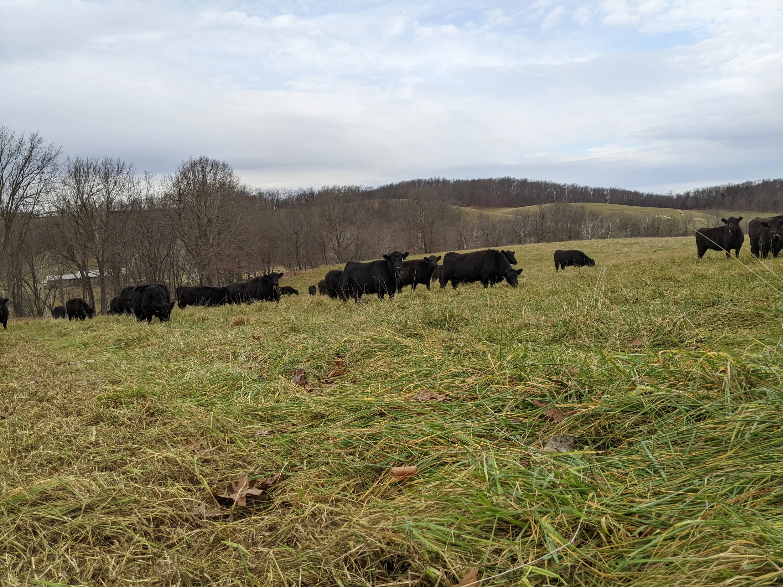 A herd of black cows grazing on a grassy hillside with leafless trees and rolling hills in the background, under a cloudy sky.