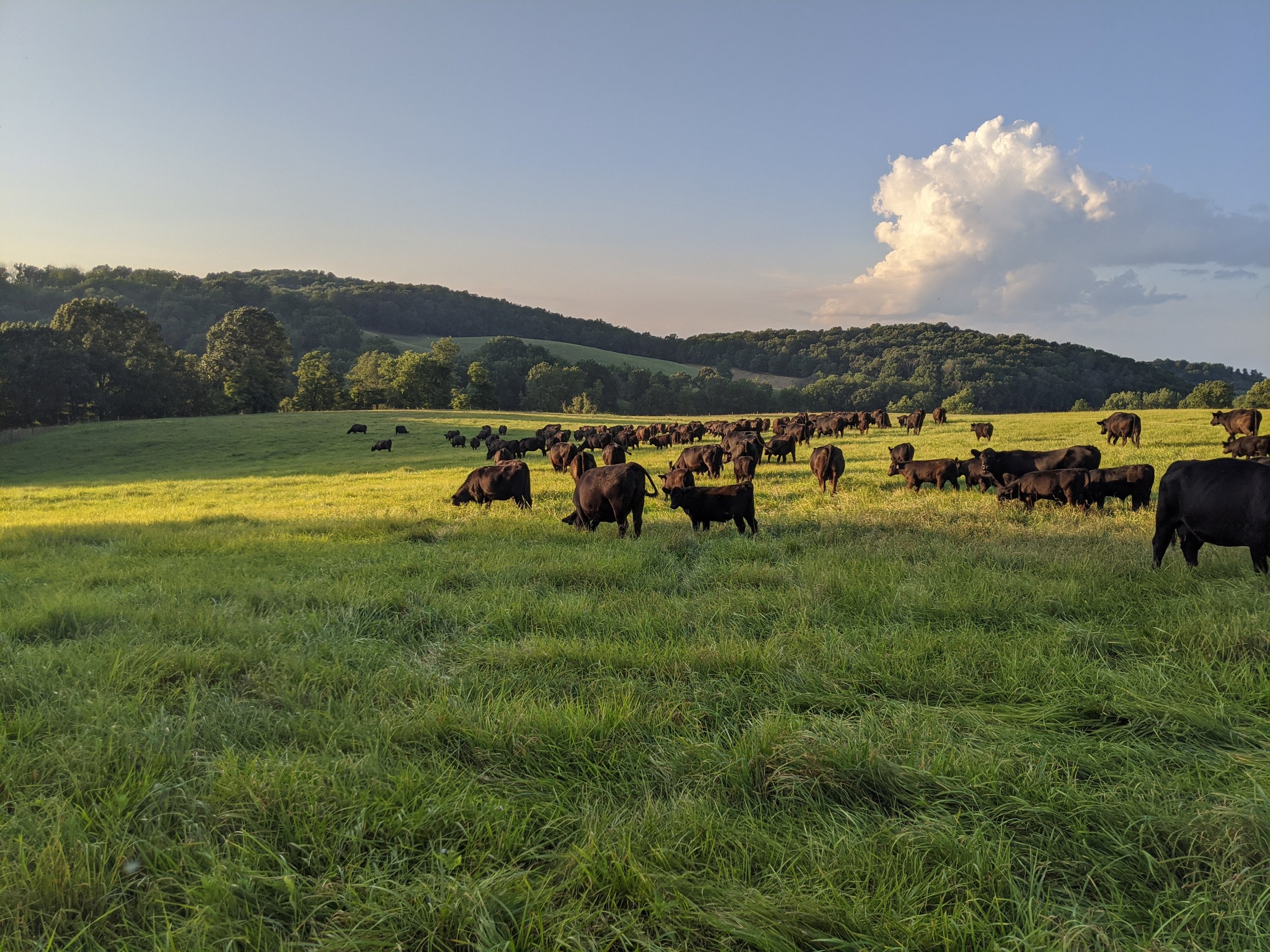 Green pasture with black cows grazing, trees in the background, hills or mountains in the distance, and a blue sky with some clouds.