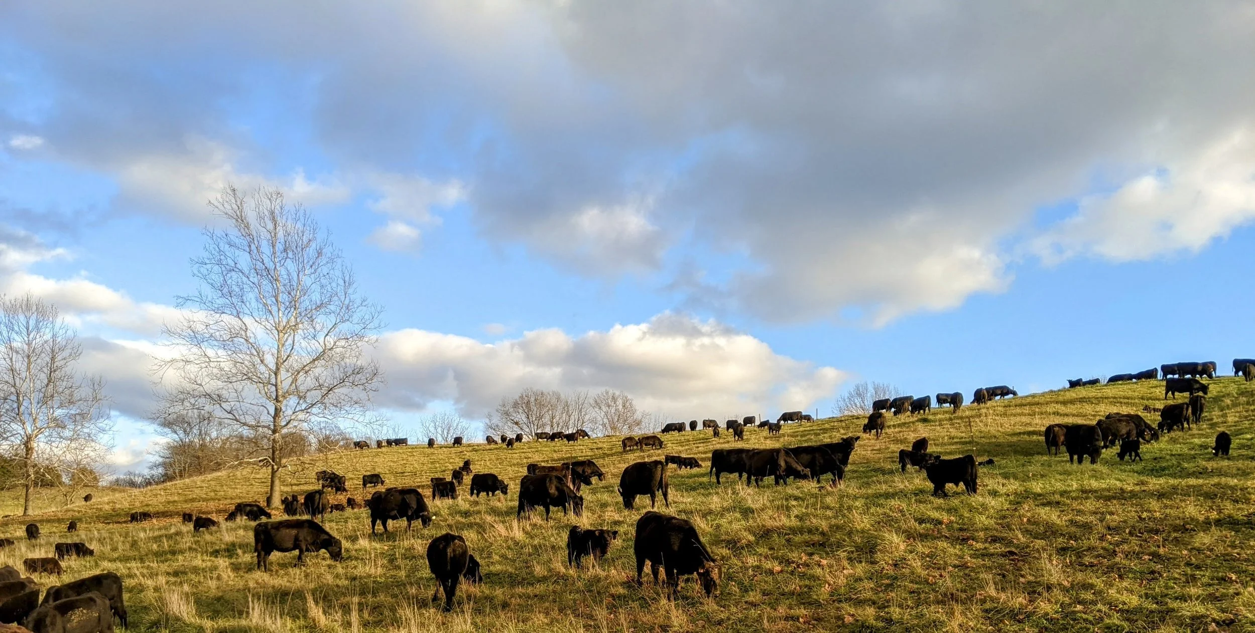 A pastoral scene with a herd of cows grazing on a grassy hillside under a partly cloudy sky, with some leafless trees in the background.