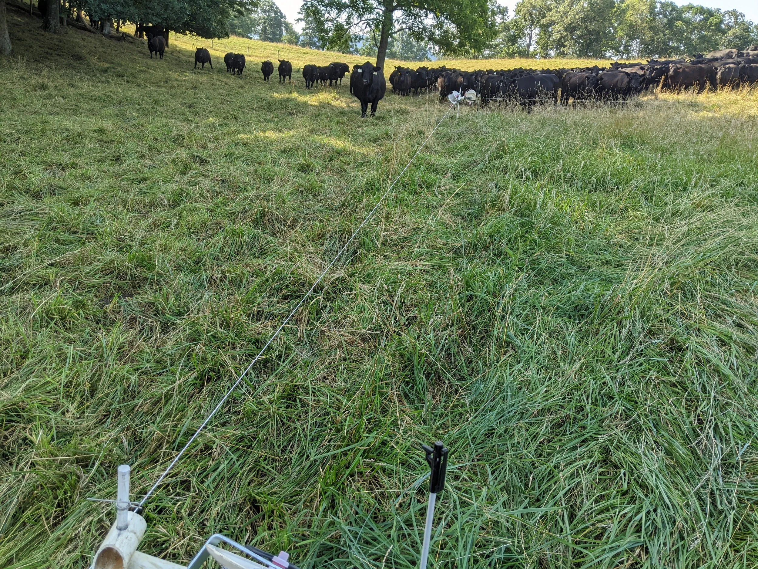 View from a drone or tall vantage point of a grassy field with a herd of black cattle, some under the shade of trees, and a sensor or camera equipment on the grass in the foreground.