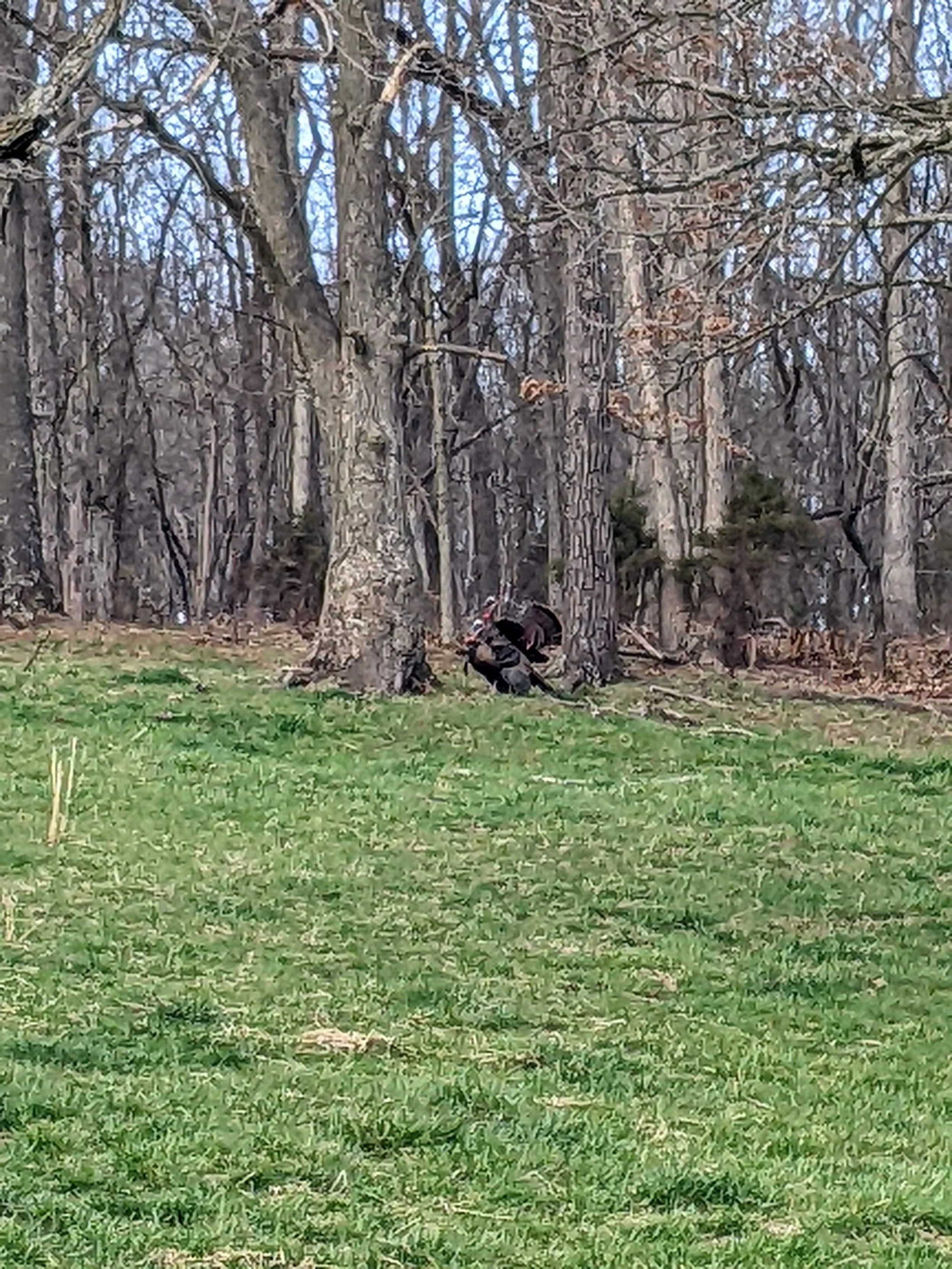 A black and white dog sitting on green grass in front of a cluster of leafless trees.
