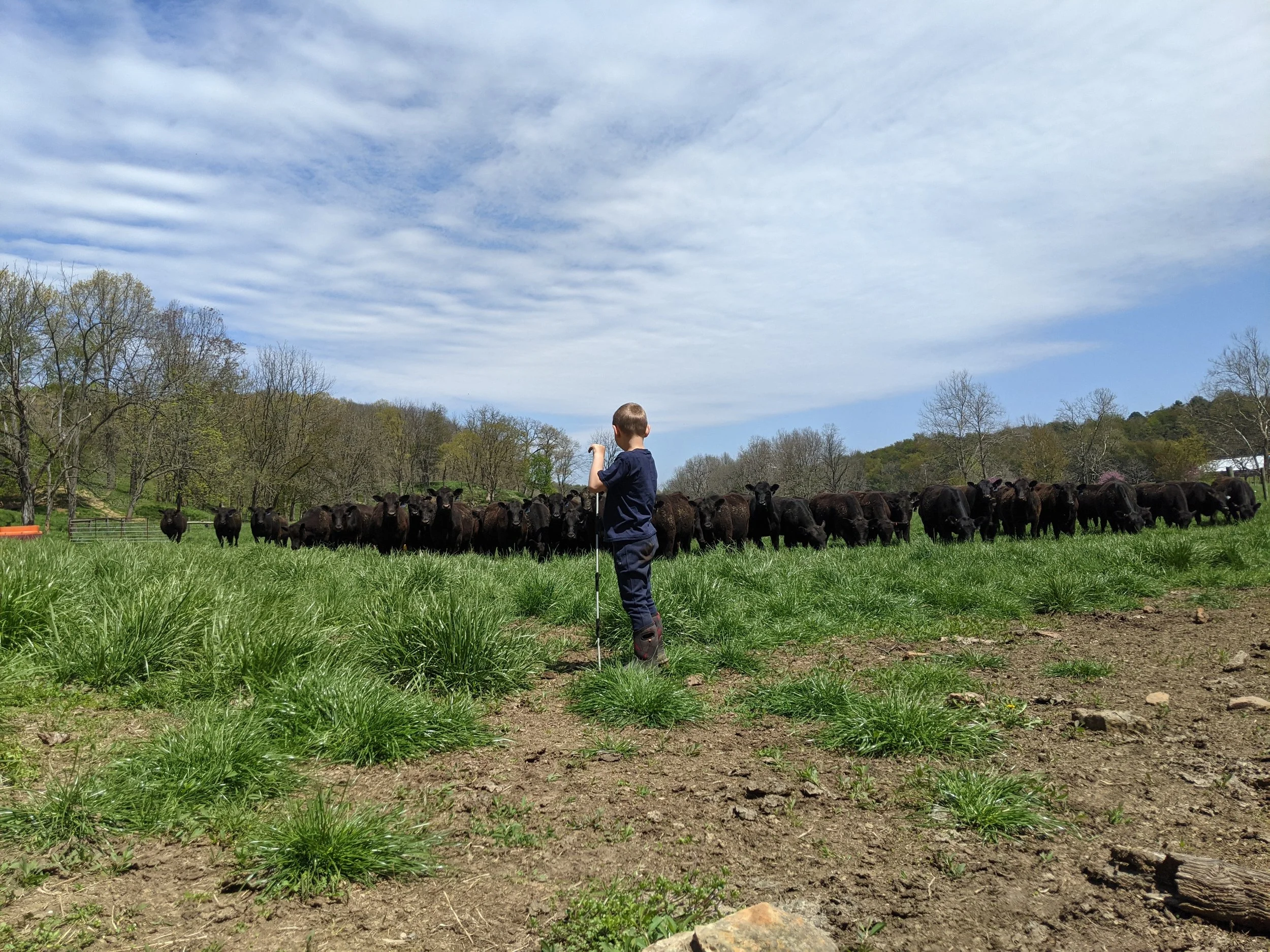 A boy with a short haircut in a dark T-shirt and jeans standing in a green field, facing a herd of black cows, with a background of trees and a blue sky with some clouds.