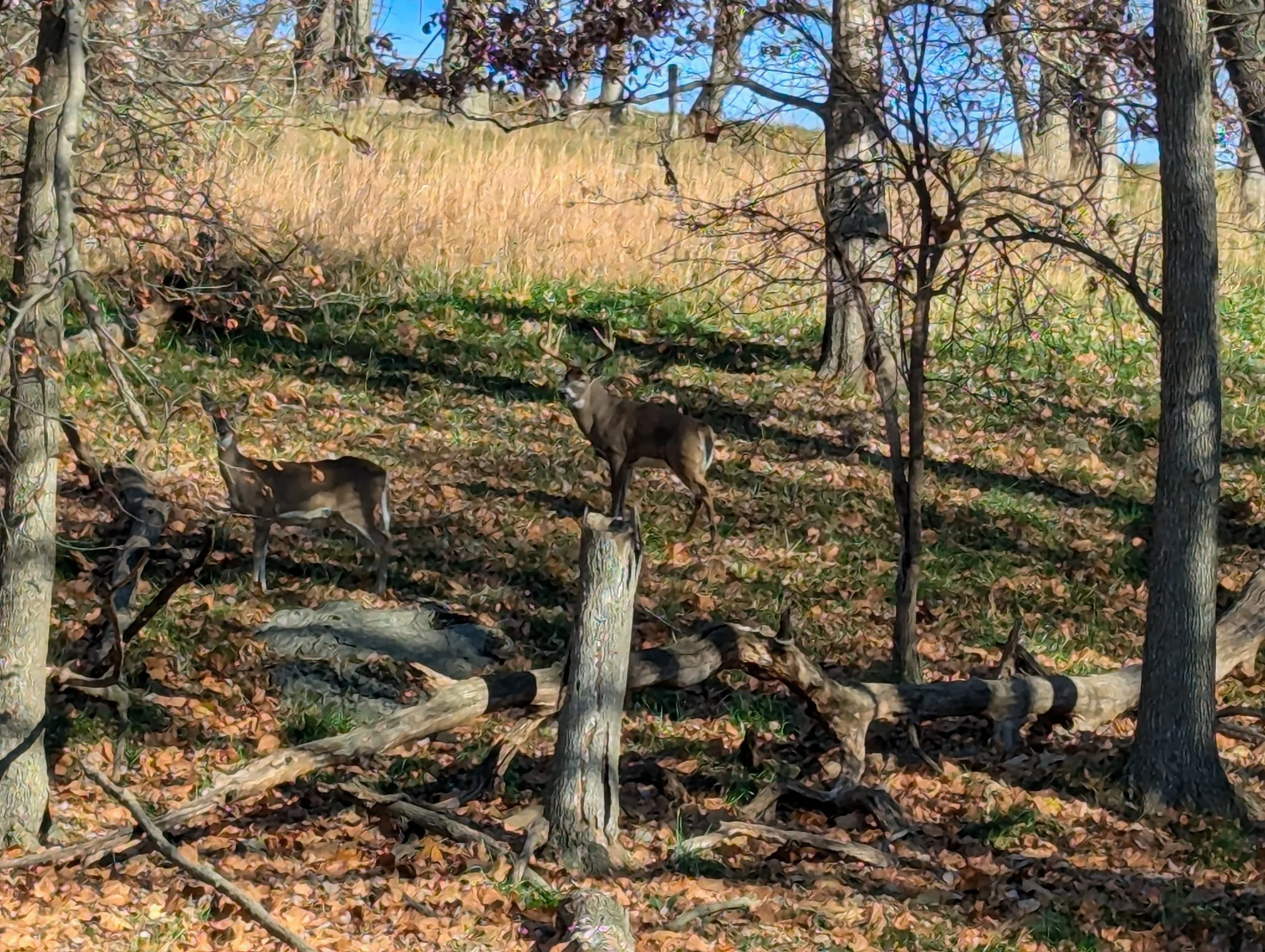 A wooded area with trees, fallen leaves, and two dogs walking on the ground.