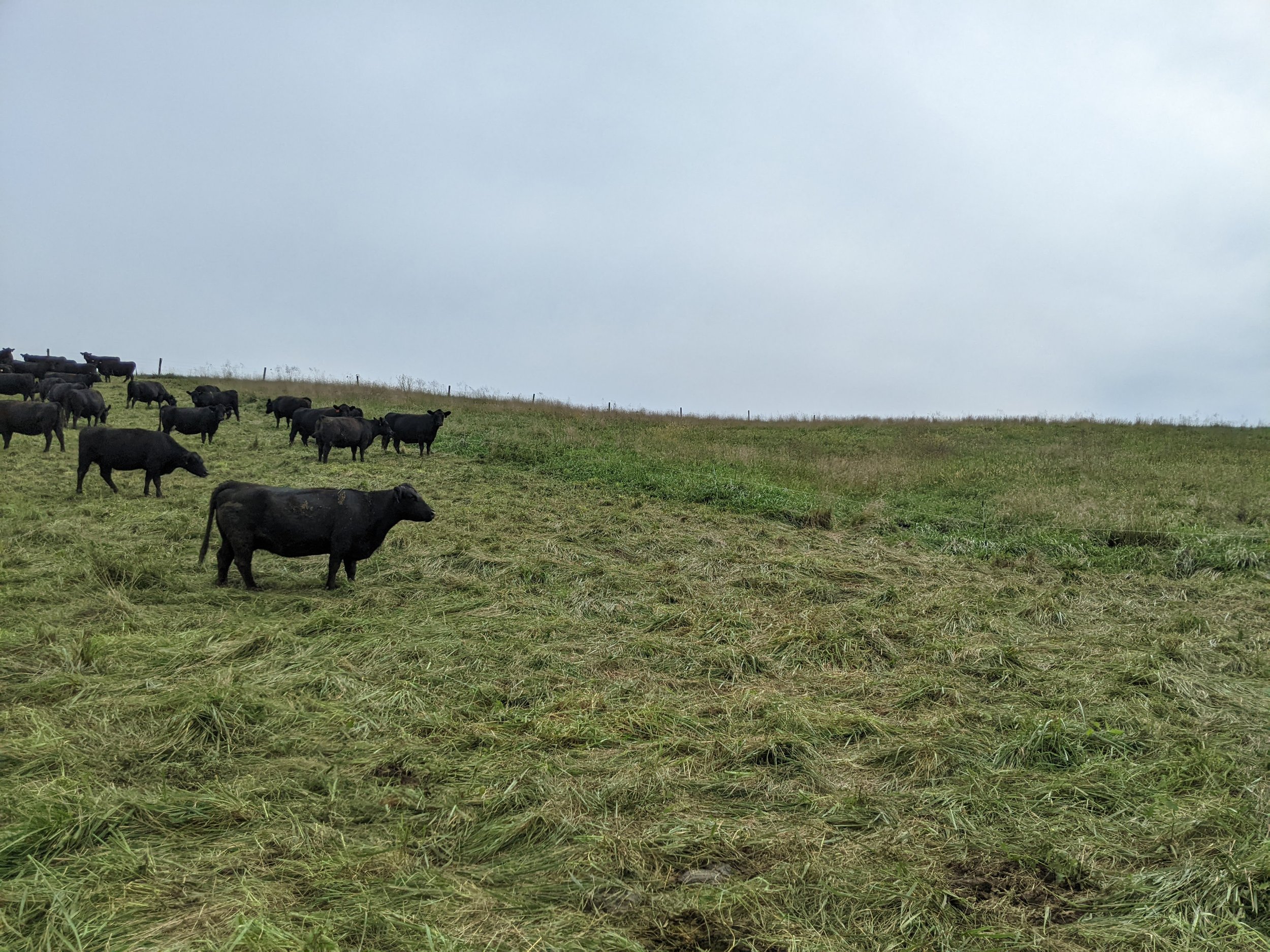 A herd of black cattle grazing on a grassy hillside under a cloudy sky.