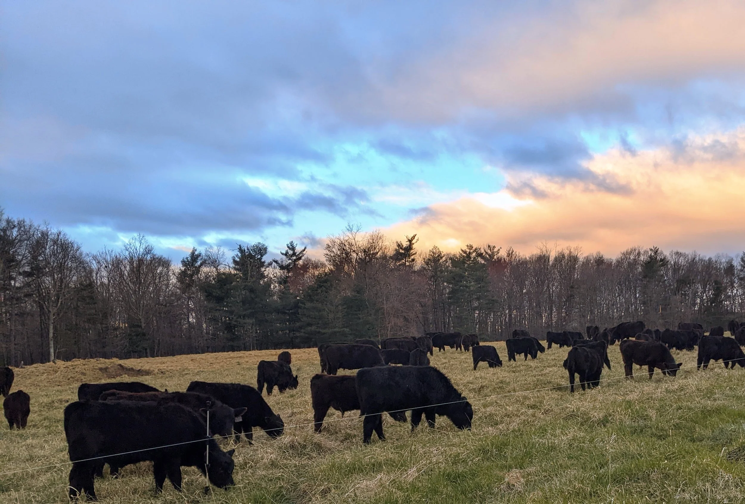 A herd of black cows grazing in a grassy field with trees in the background under a sky with clouds during sunset.