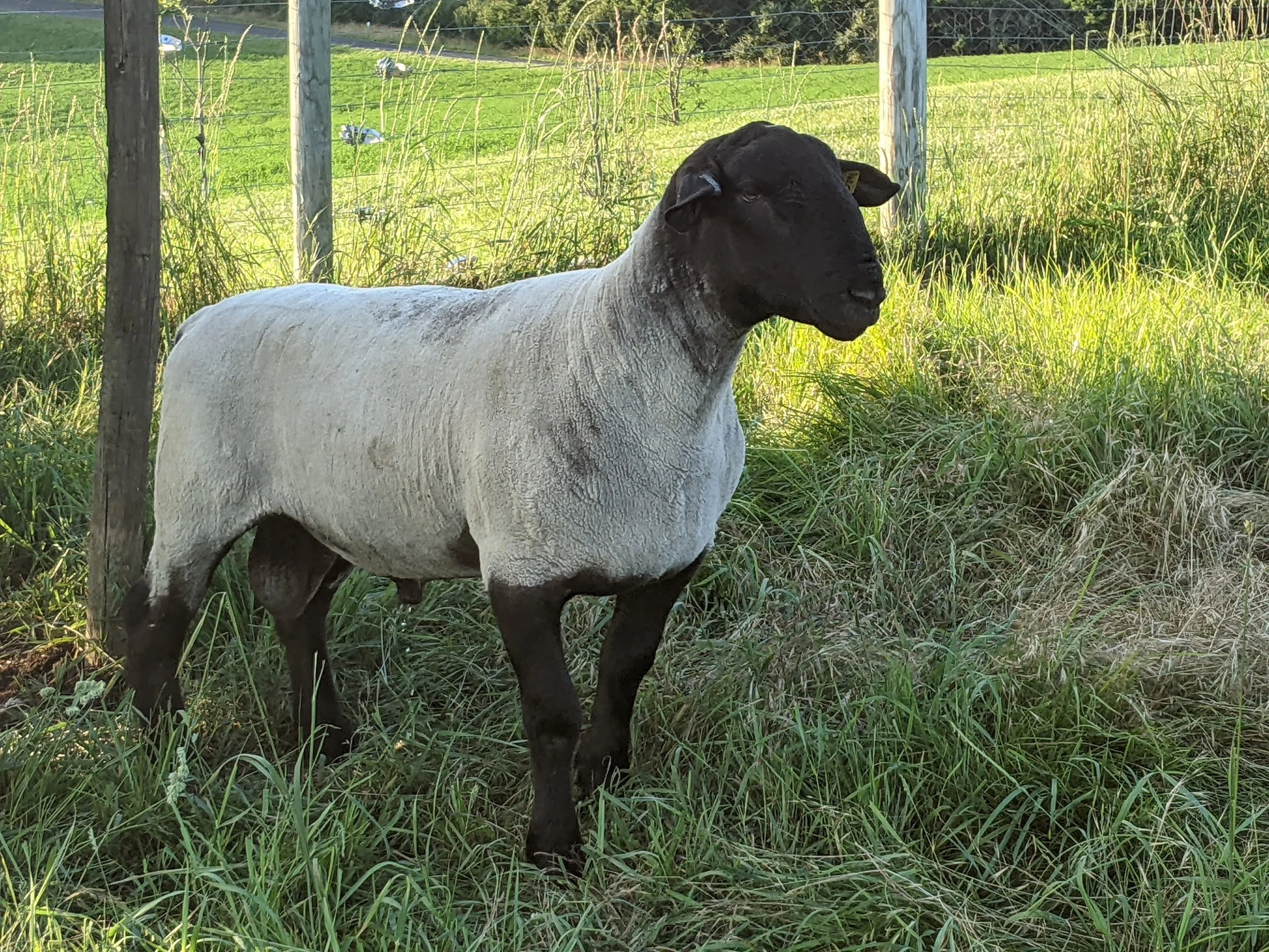 A sheep with a black face and black legs standing in tall grass near a wooden fence.