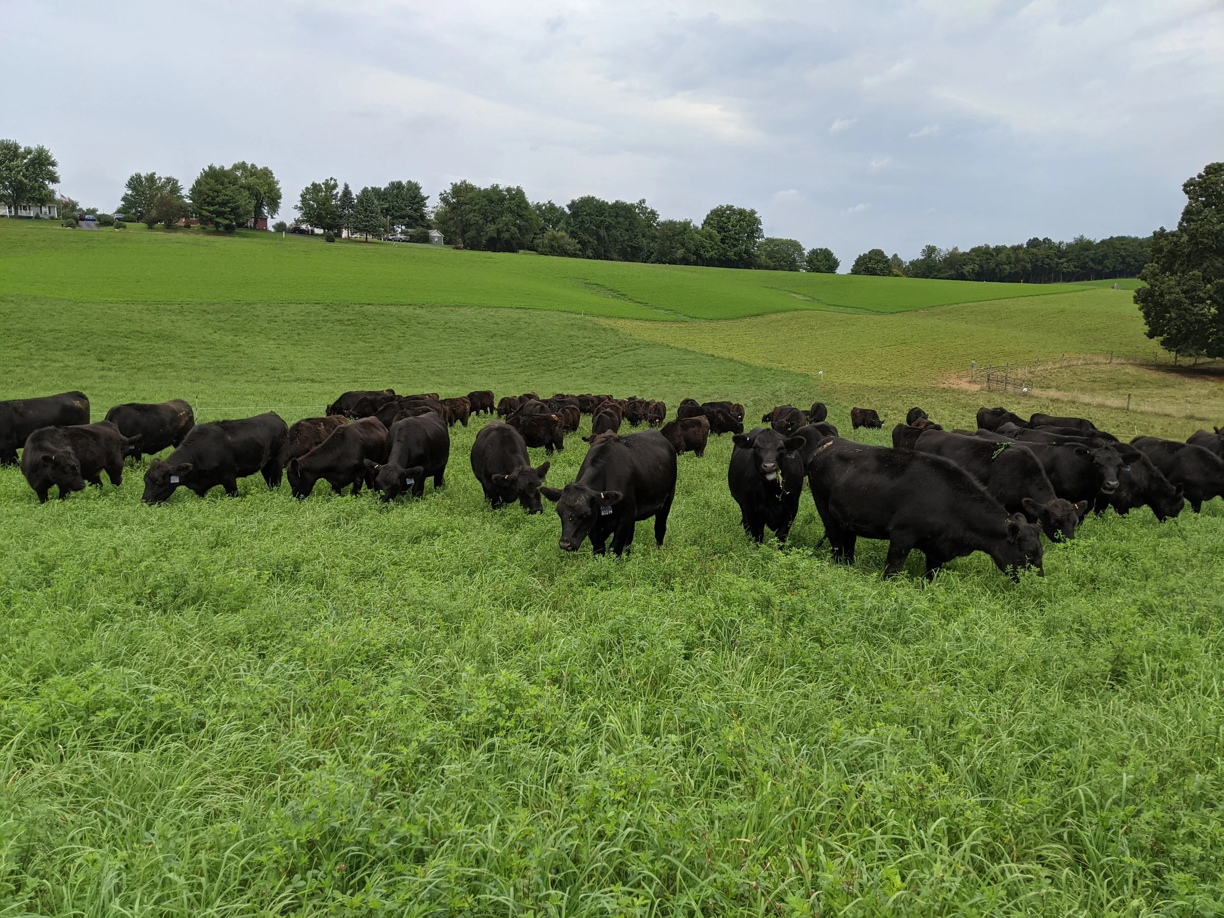 A herd of black cows grazing on green grass in a scenic rural landscape with hills, trees, and a partly cloudy sky in the background.