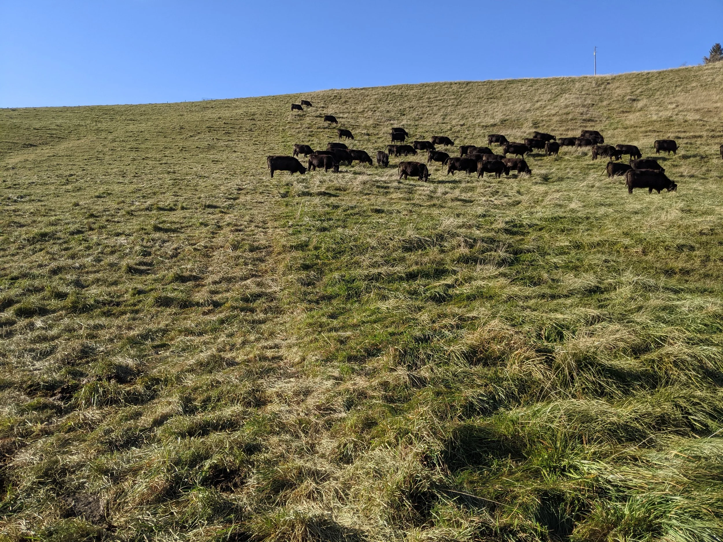 A herd of black cows grazing on grassy hillside under a clear blue sky.