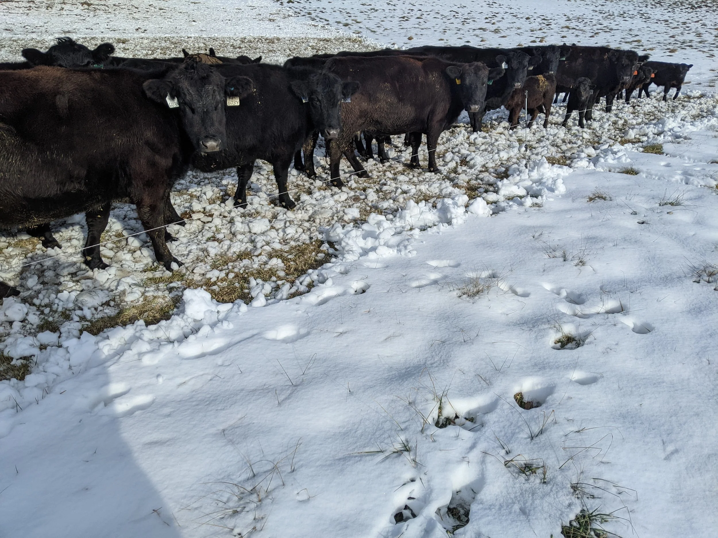 Line of black cows standing on snow-covered ground.