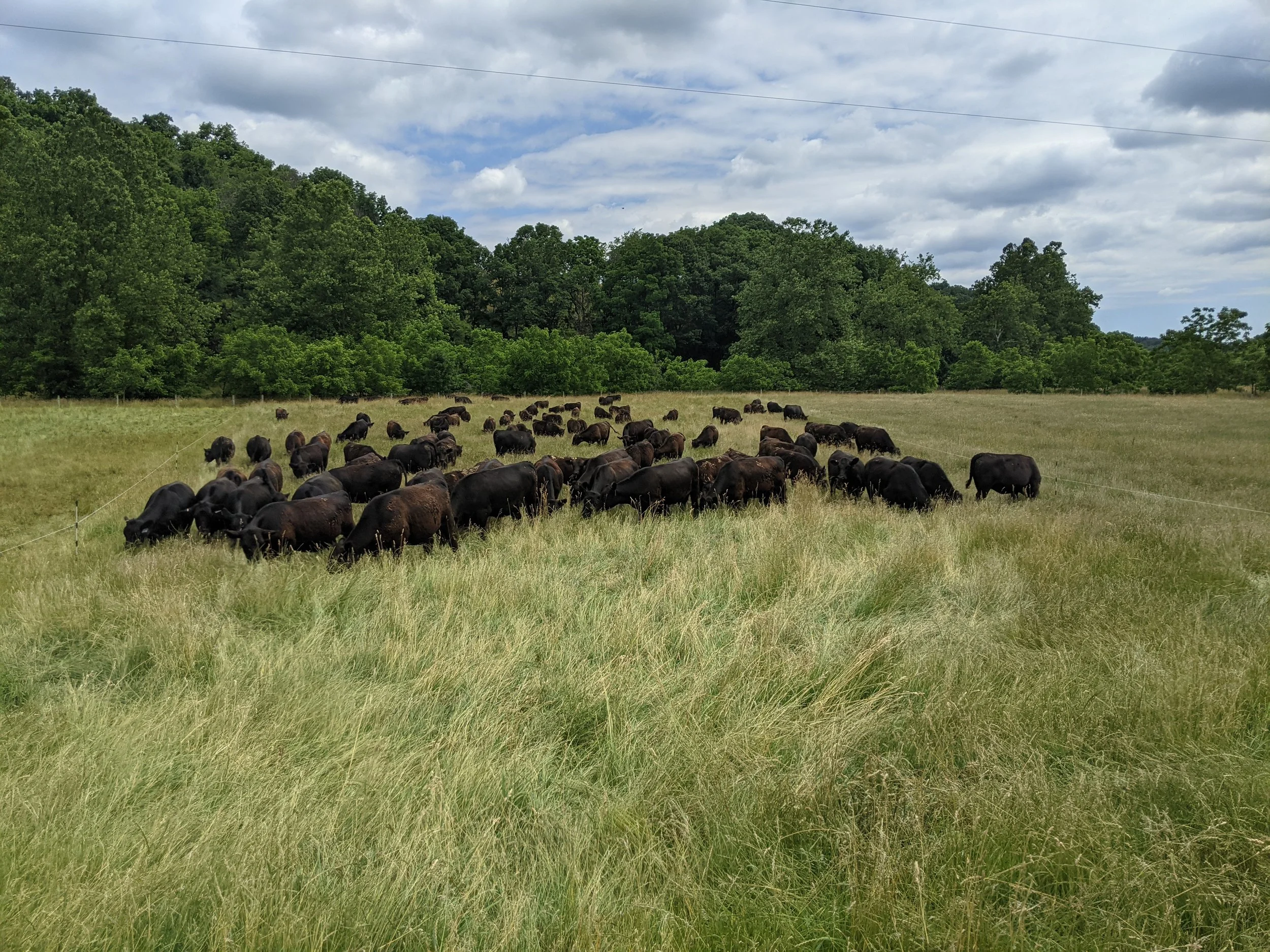 A herd of cattle grazing in a grassy field near a tree-covered hillside, with a partly cloudy sky overhead.