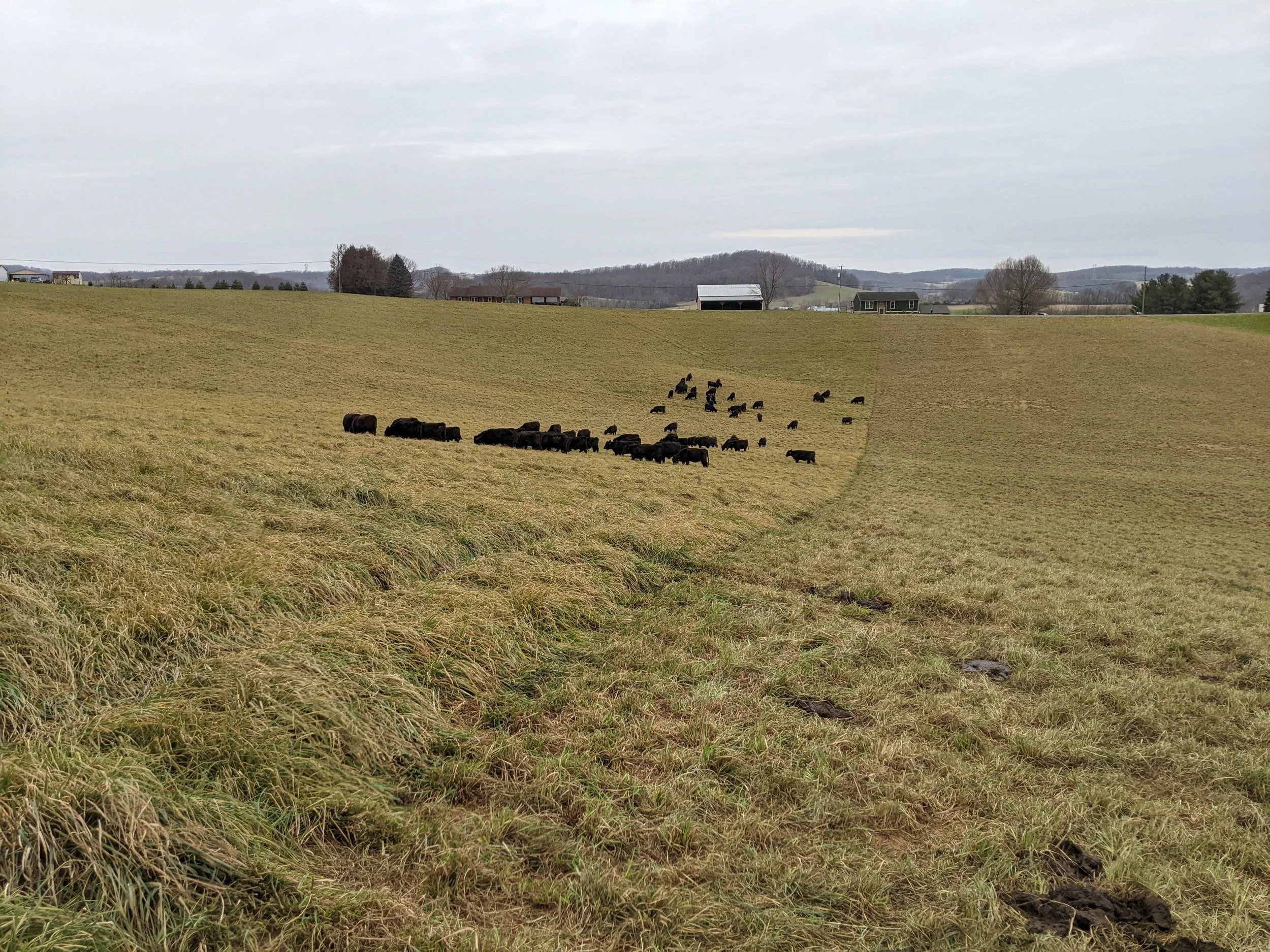 Flock of sheep grazing on a grassy hillside with farm buildings and trees in the background under a cloudy sky.