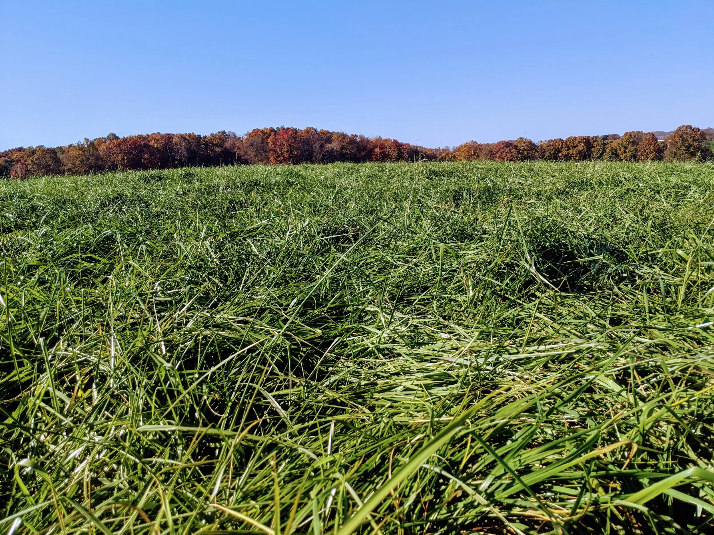 A vast green grassy field with trees with fall foliage in the background under a bright blue sky.