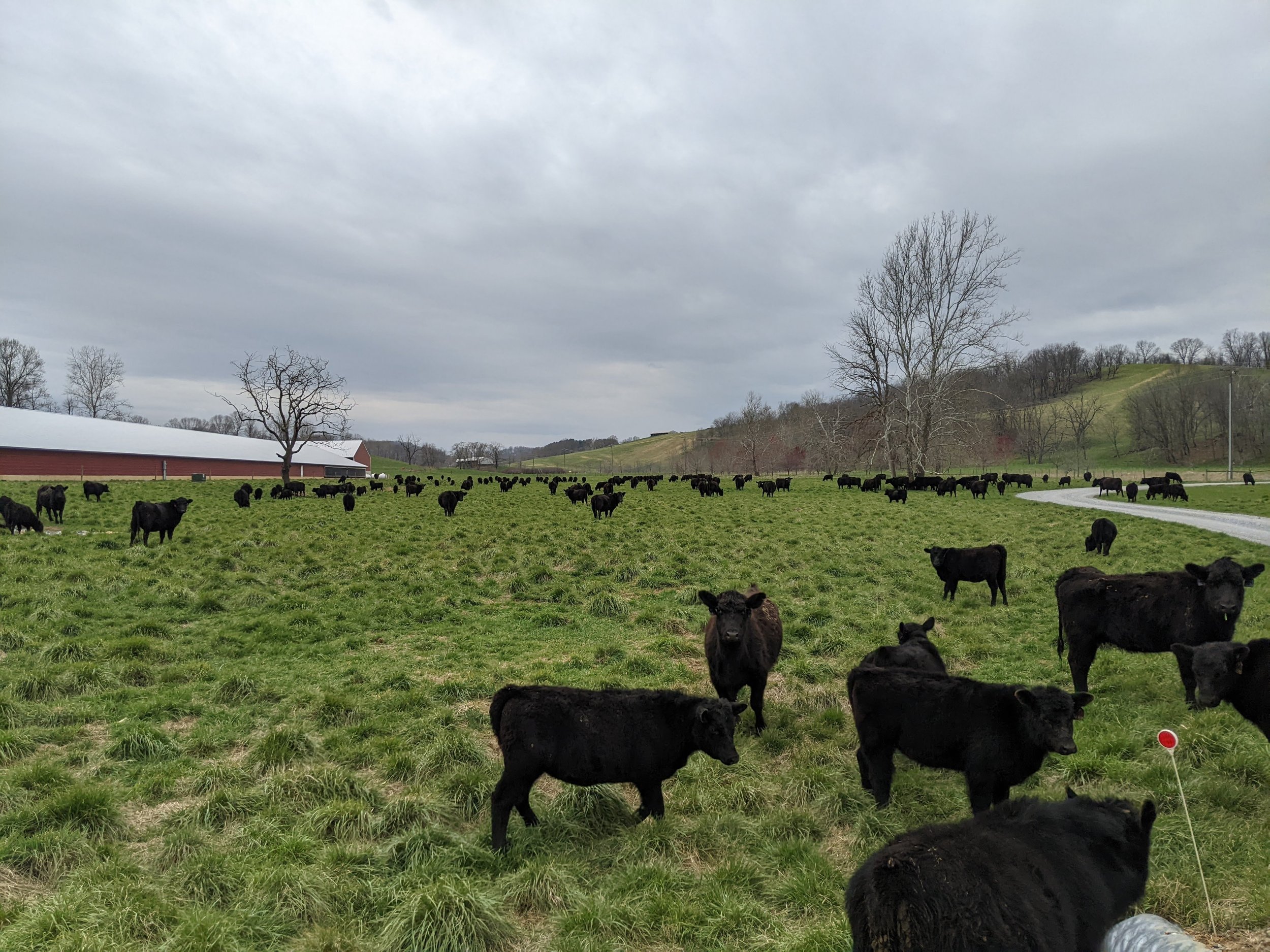 A rural farm scene with a large herd of black cows grazing on green grass, a red barn in the background, leafless trees, and rolling hills under a cloudy sky.