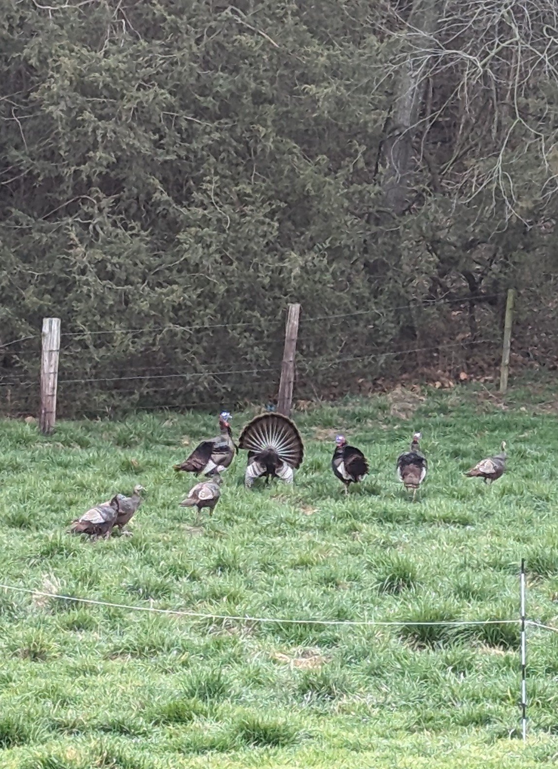 Group of wild turkeys foraging on a grassy field with a wooded area and a fence in the background.
