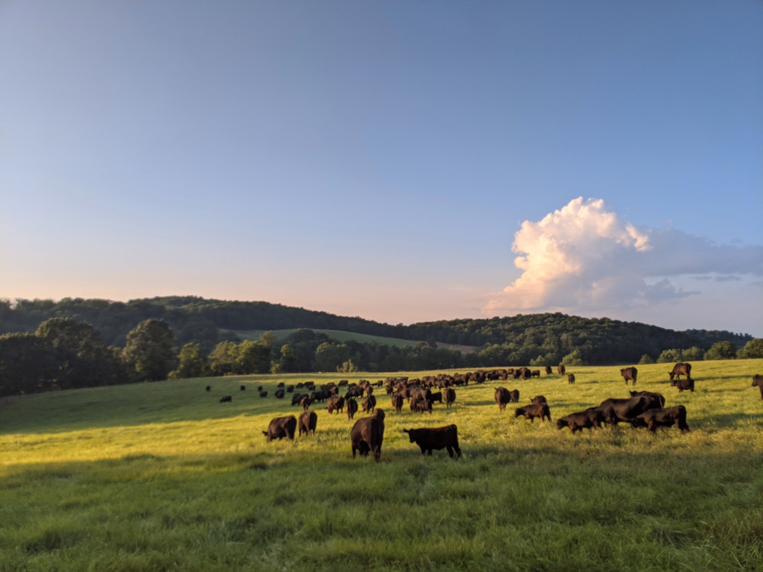A landscape scene featuring a green field with grazing cattle, a line of trees, rolling hills, and a partly cloudy blue sky in the background.