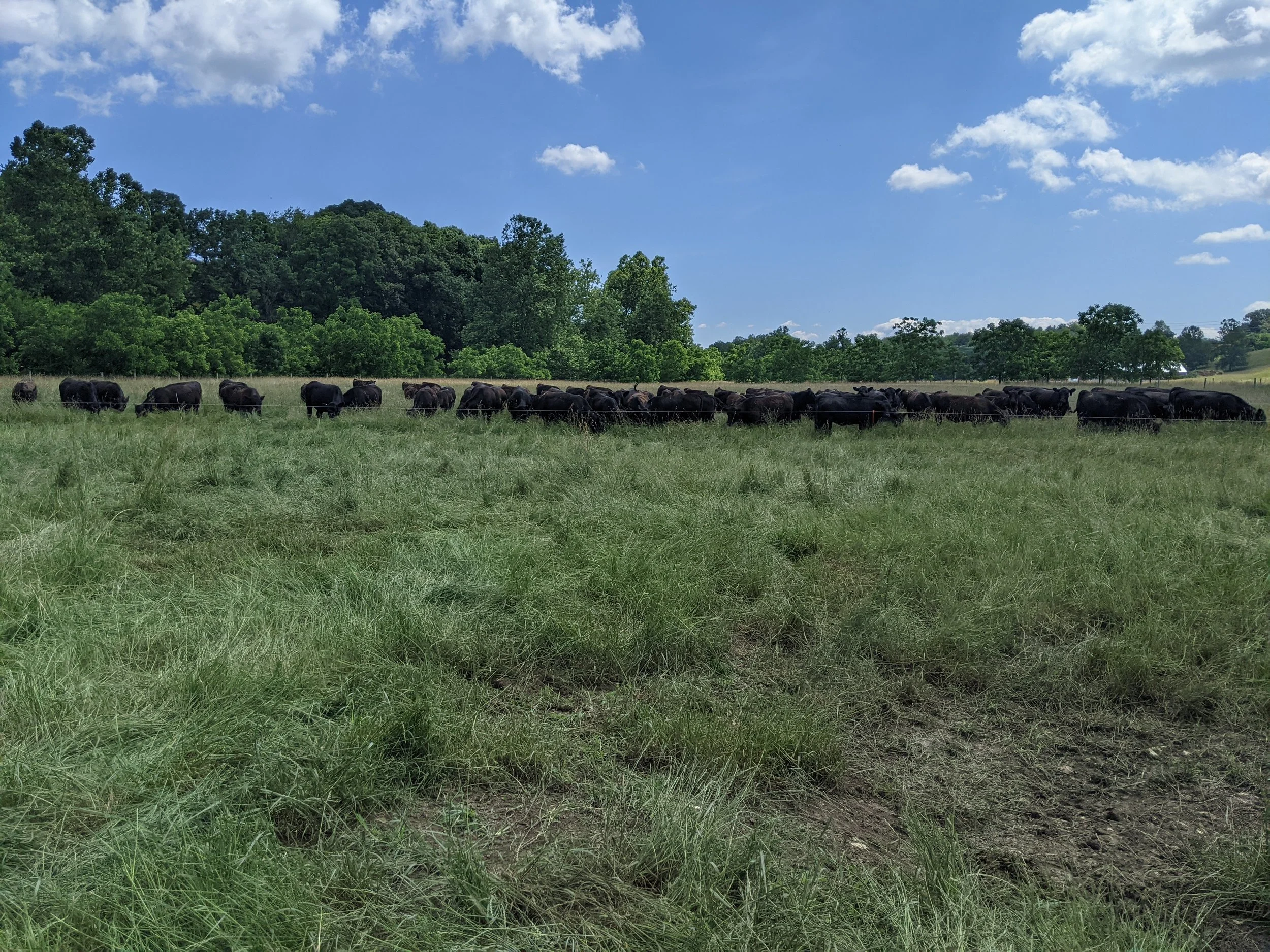 A herd of cattle grazing in a grassy field with trees in the background under a clear blue sky with a few white clouds.