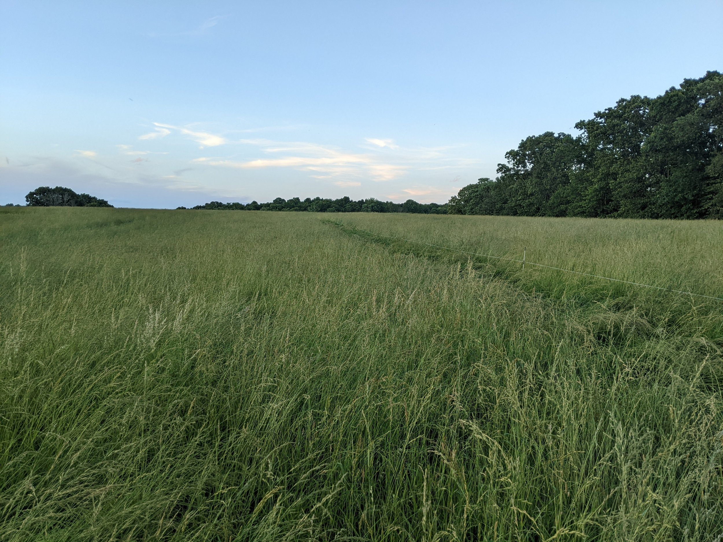 Wide open grassy field with a line of trees in the background under a partly cloudy sky.