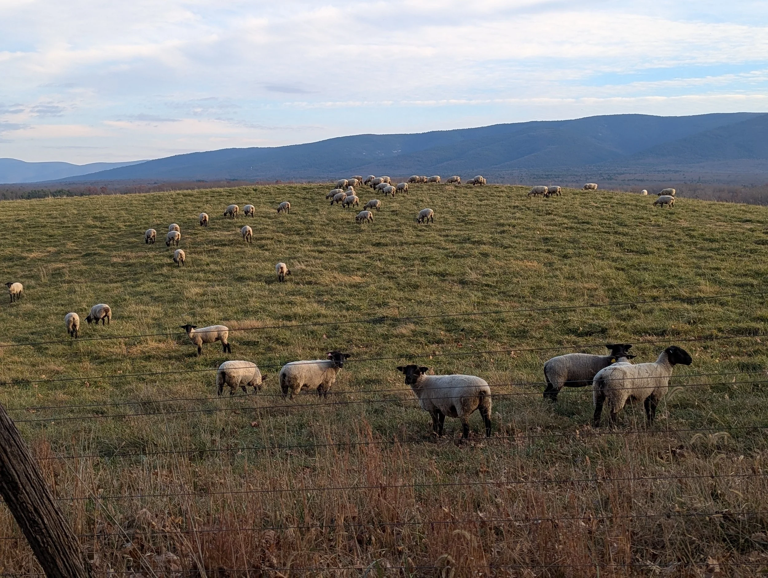 A herd of sheep grazing on a grassy hillside with mountains in the background and a partly cloudy sky.