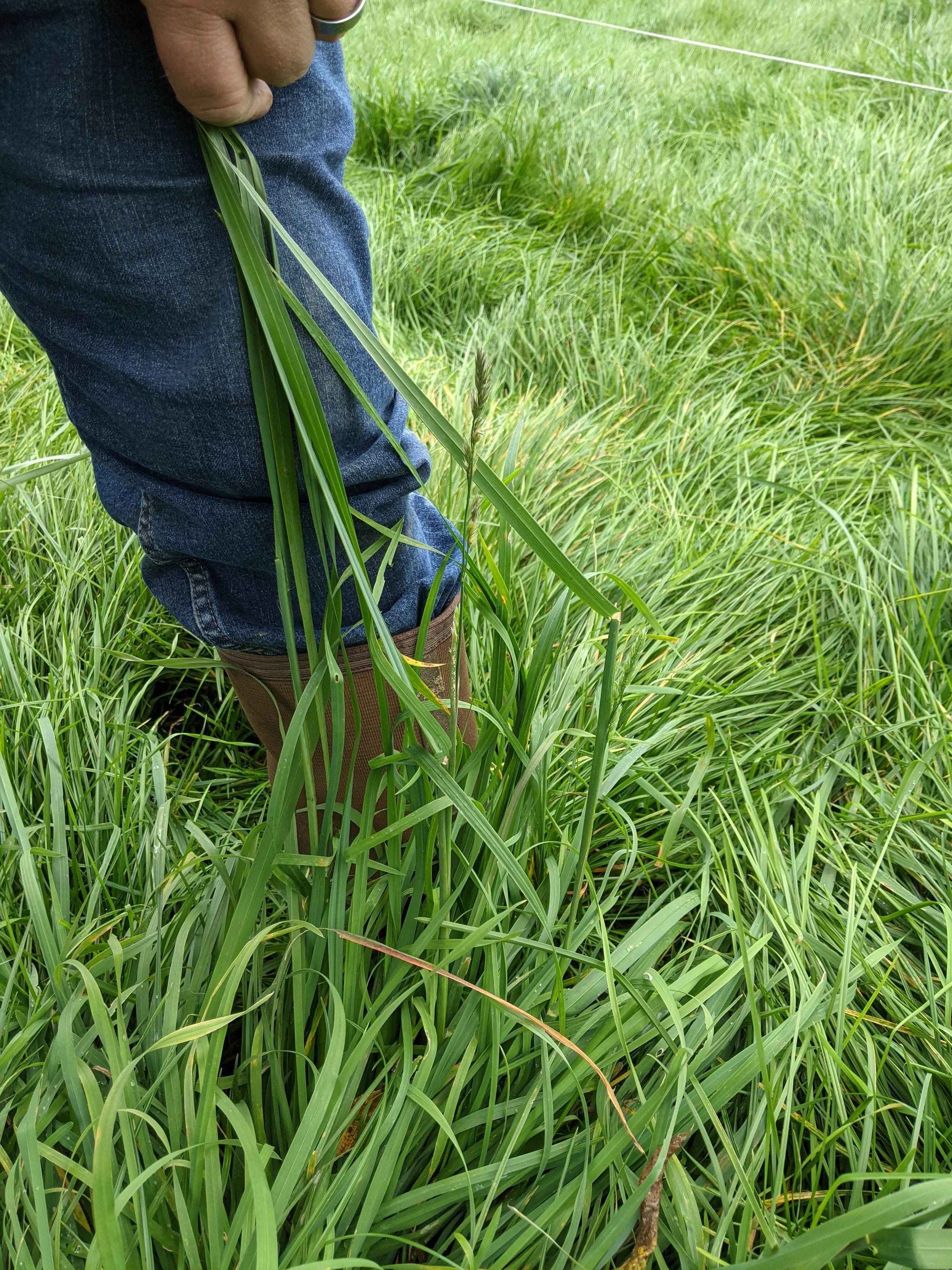 Person standing in tall green grass holding a bunch of grass in their hand, wearing blue jeans and brown boots, with a grassy field and a white fence in the background.