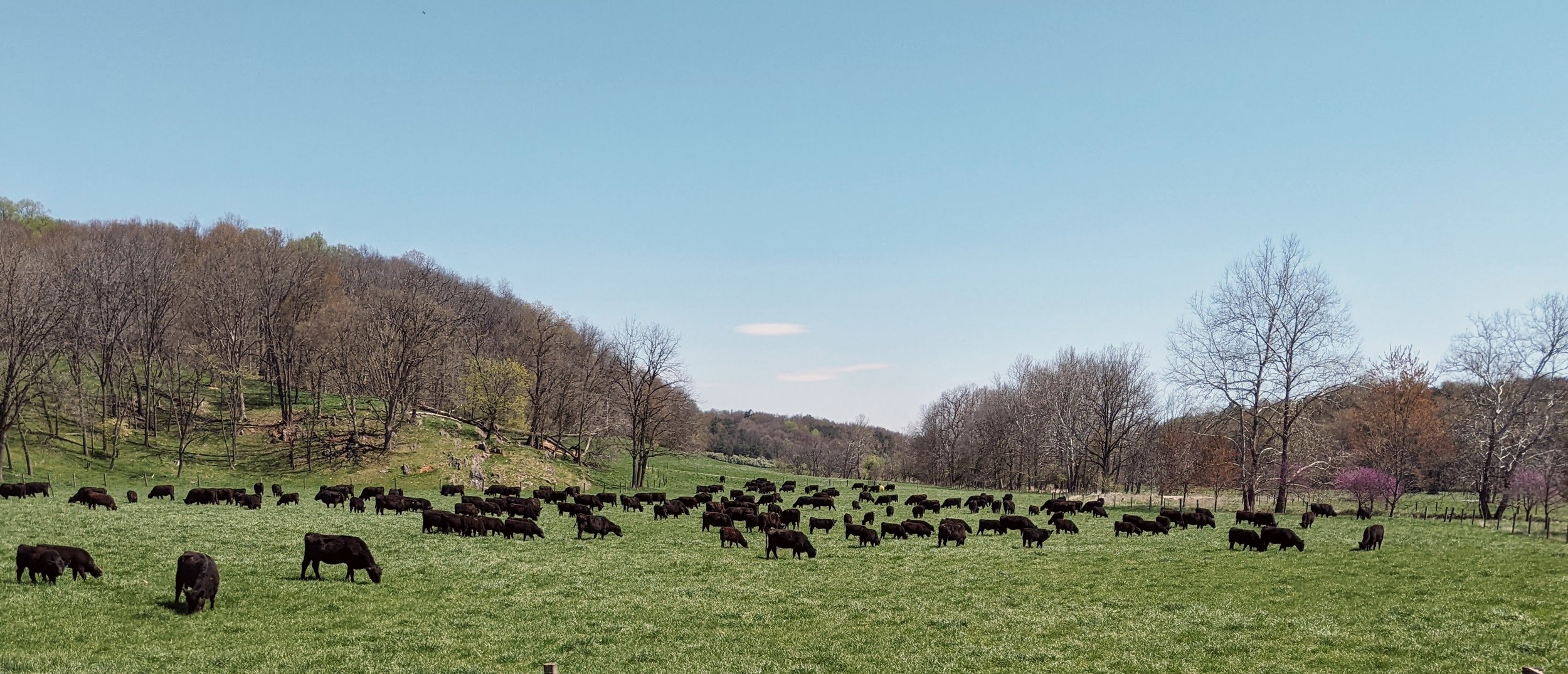 A herd of black cows grazing on a green pasture with trees on a hillside in the background under a clear blue sky.