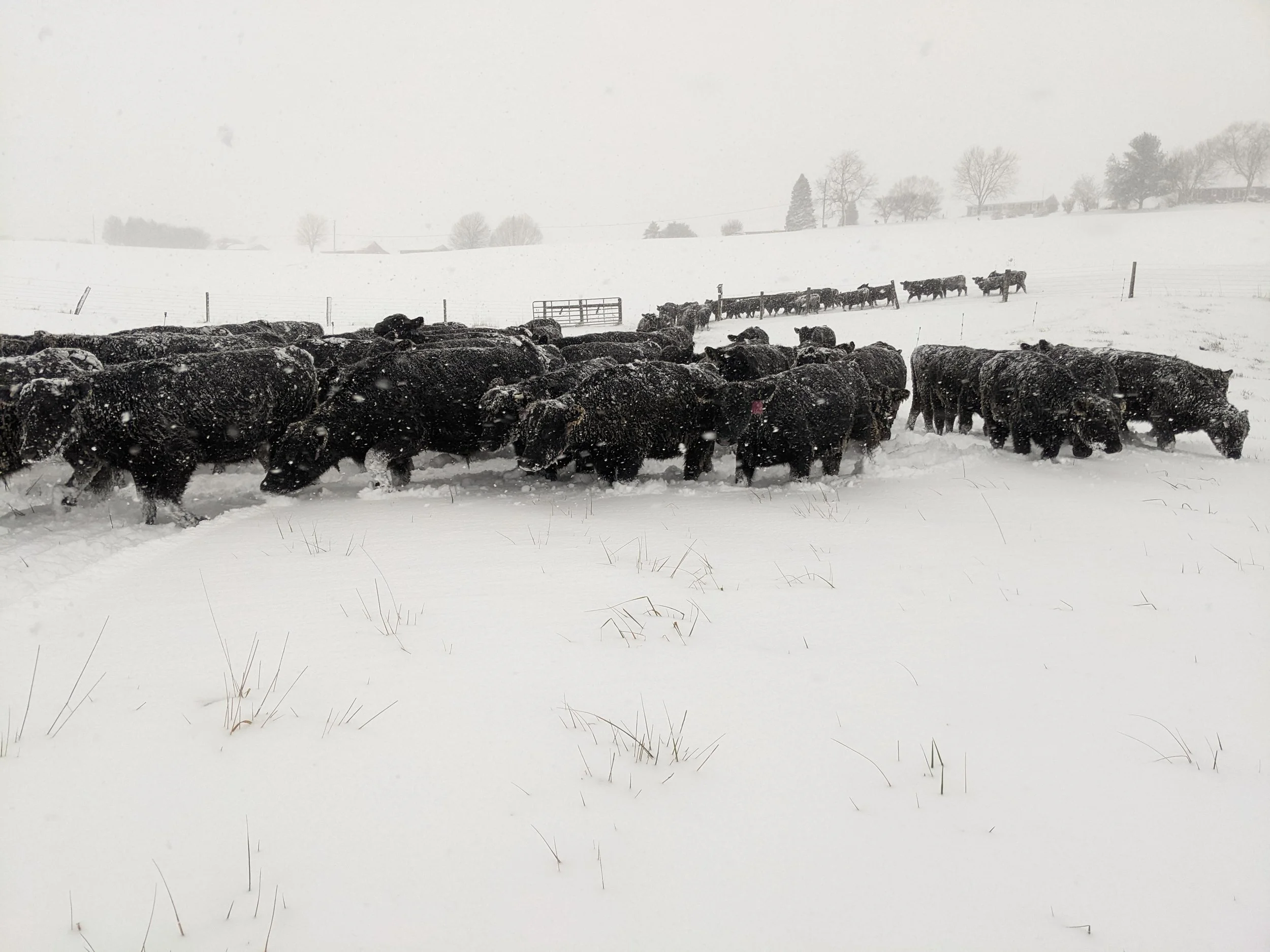 A herd of cattle moving through a snow-covered field during a snowstorm with trees and houses in the background.