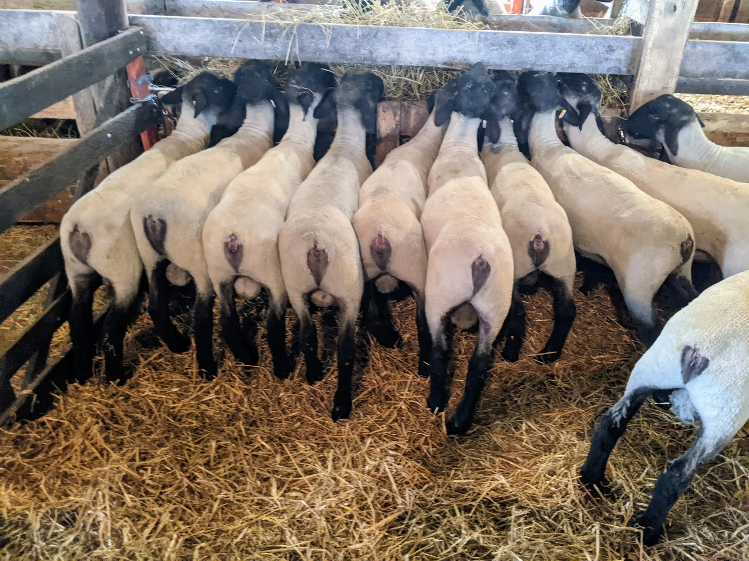 A group of sheep with black faces and ears, and white woolly bodies, standing in a barn feeding from a trough filled with hay.