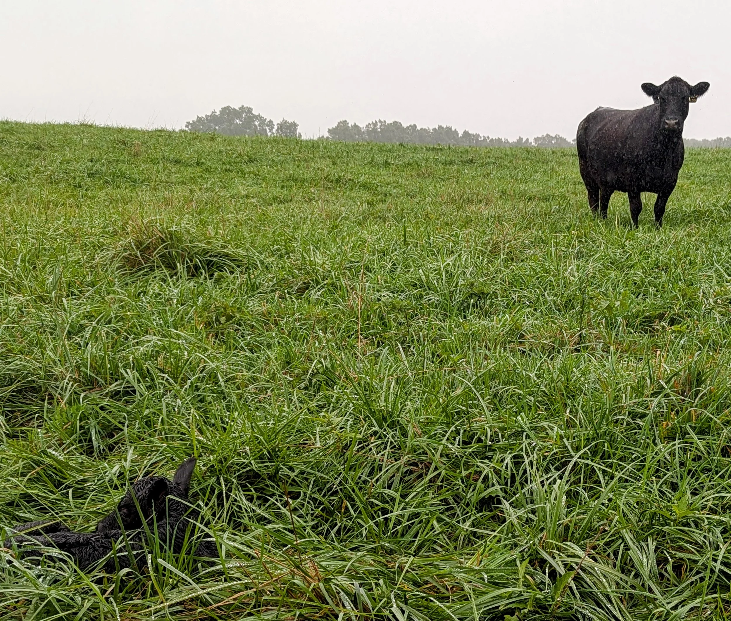 Black snake on green grass in a field with trees in the background under a cloudy sky.