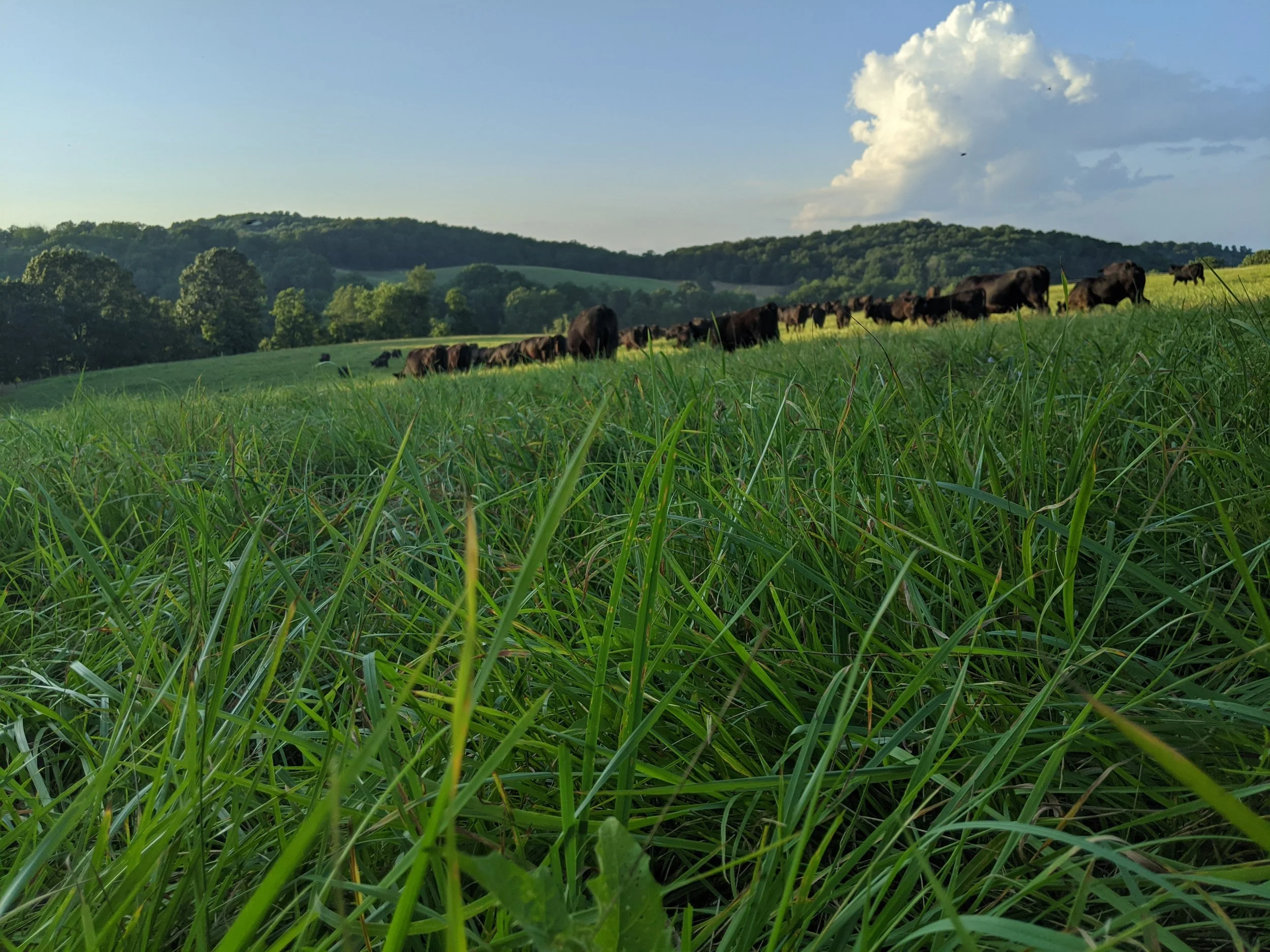 A herd of black cows grazing on a green grassy field with a backdrop of rolling hills and a partly cloudy sky.