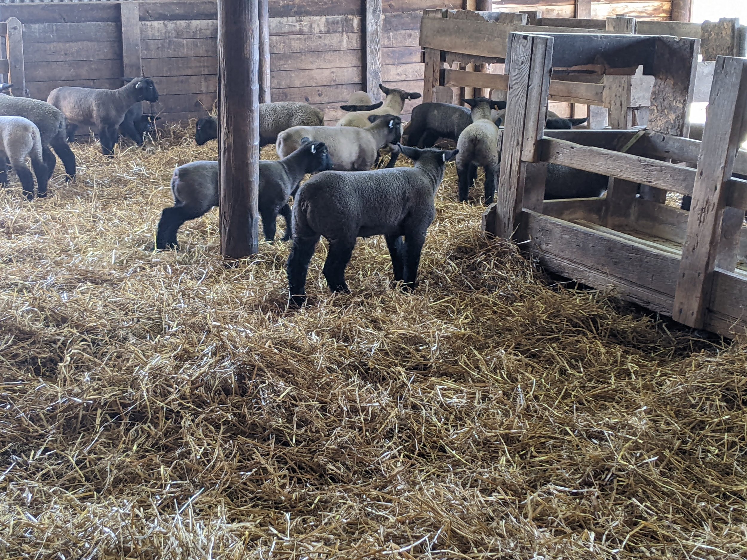 A group of sheep inside a rustic wooden barn with hay scattered on the floor.