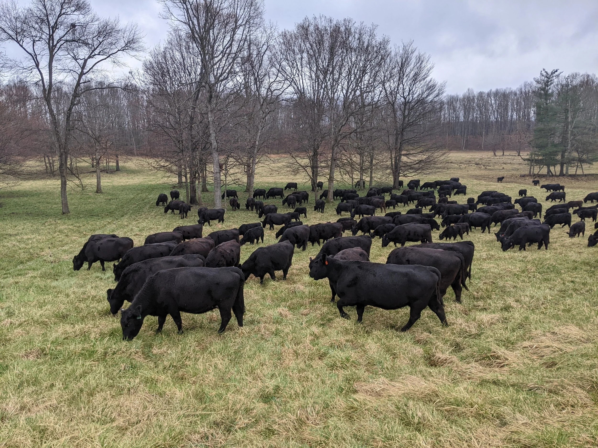 A herd of black cows grazing on a grassy field with leafless trees and a cloudy sky in the background.