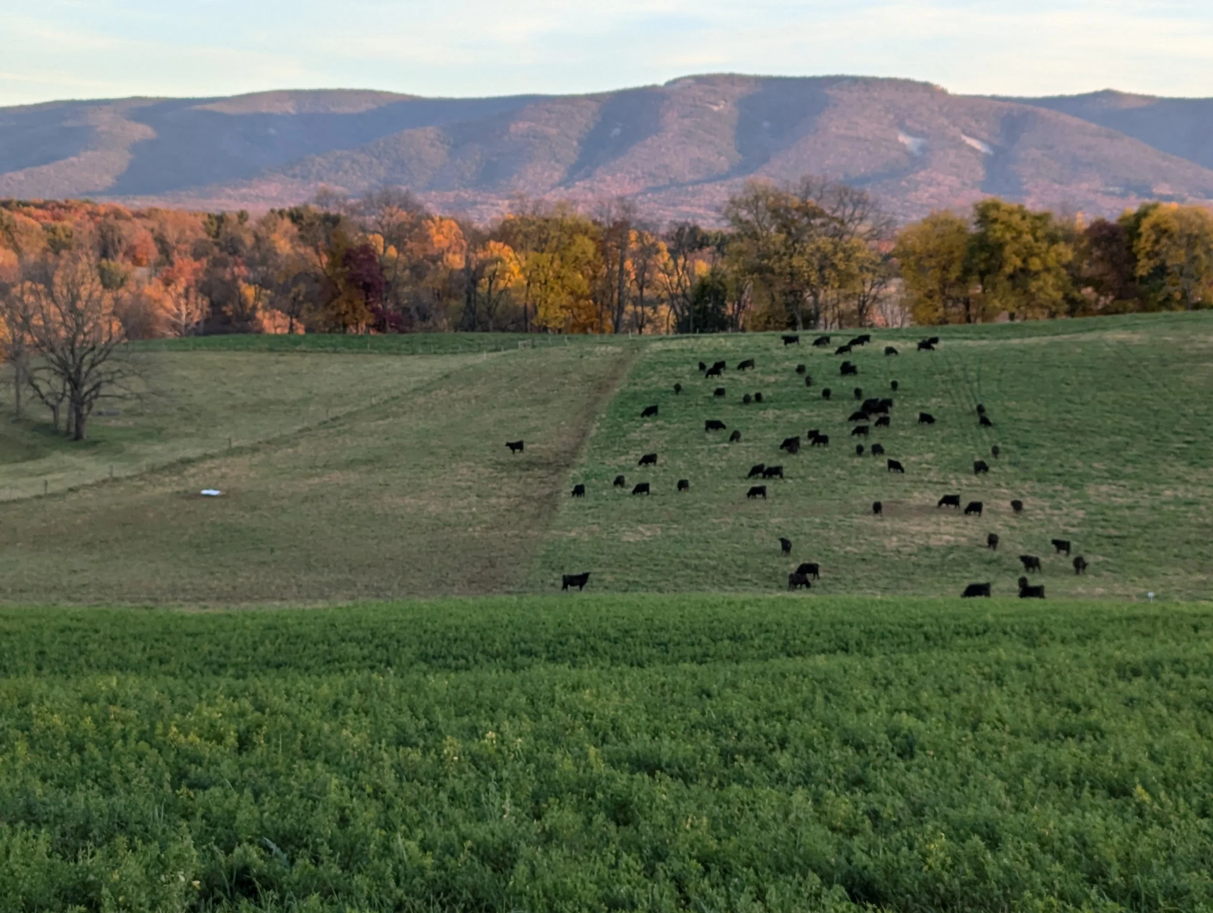 A scenic landscape with green fields, a herd of black cows, trees with autumn foliage, and mountains in the background under a clear sky.
