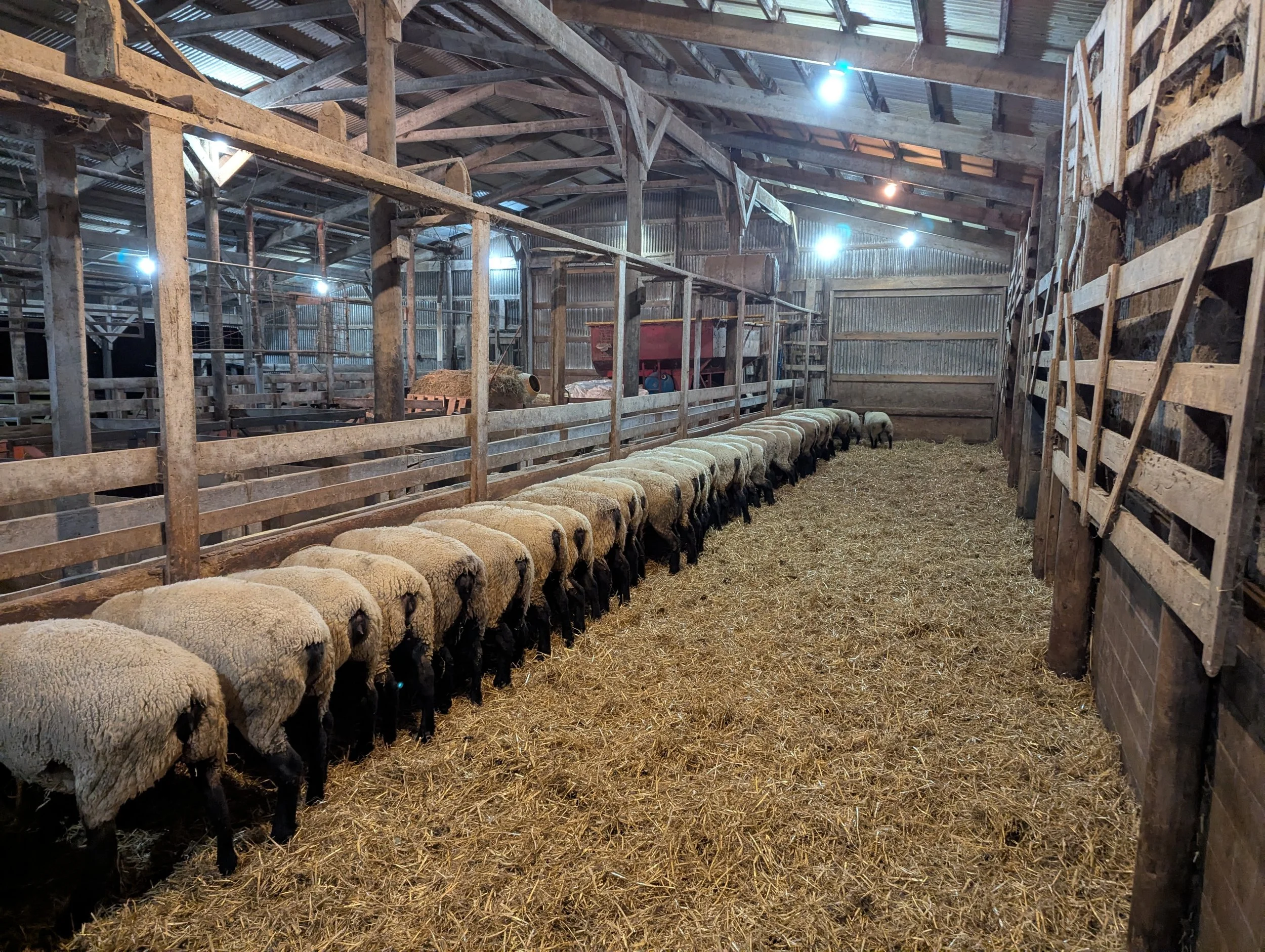 Inside a barn with wooden beams and a metal roof, there are sheep lined up along the hay-covered ground, with some farm equipment and scattered hay visible in the background.