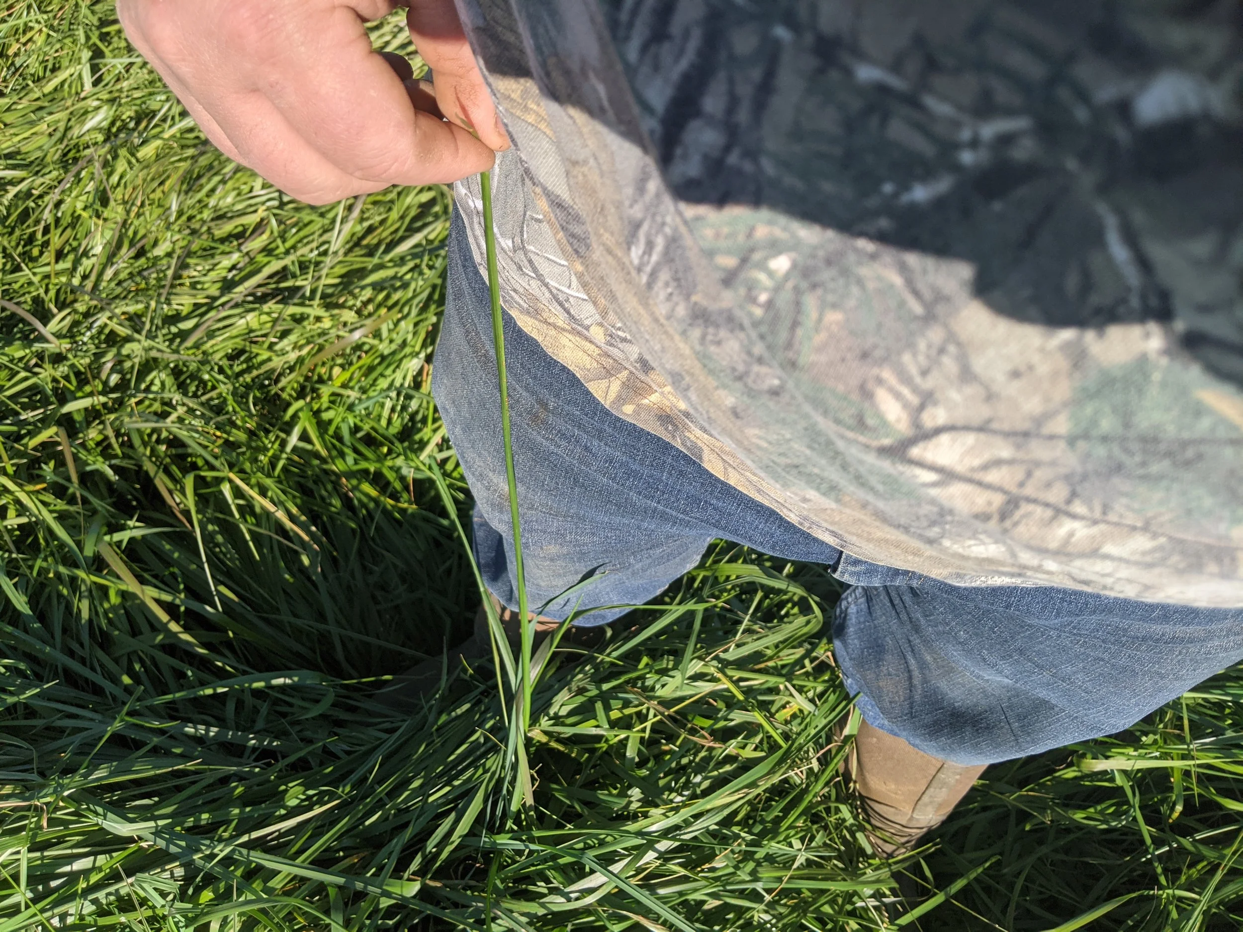 Close-up of a person's hand holding a thin green grass blade, with the person's knee and brown shoe visible, standing on grass and a camouflage fabric surface.
