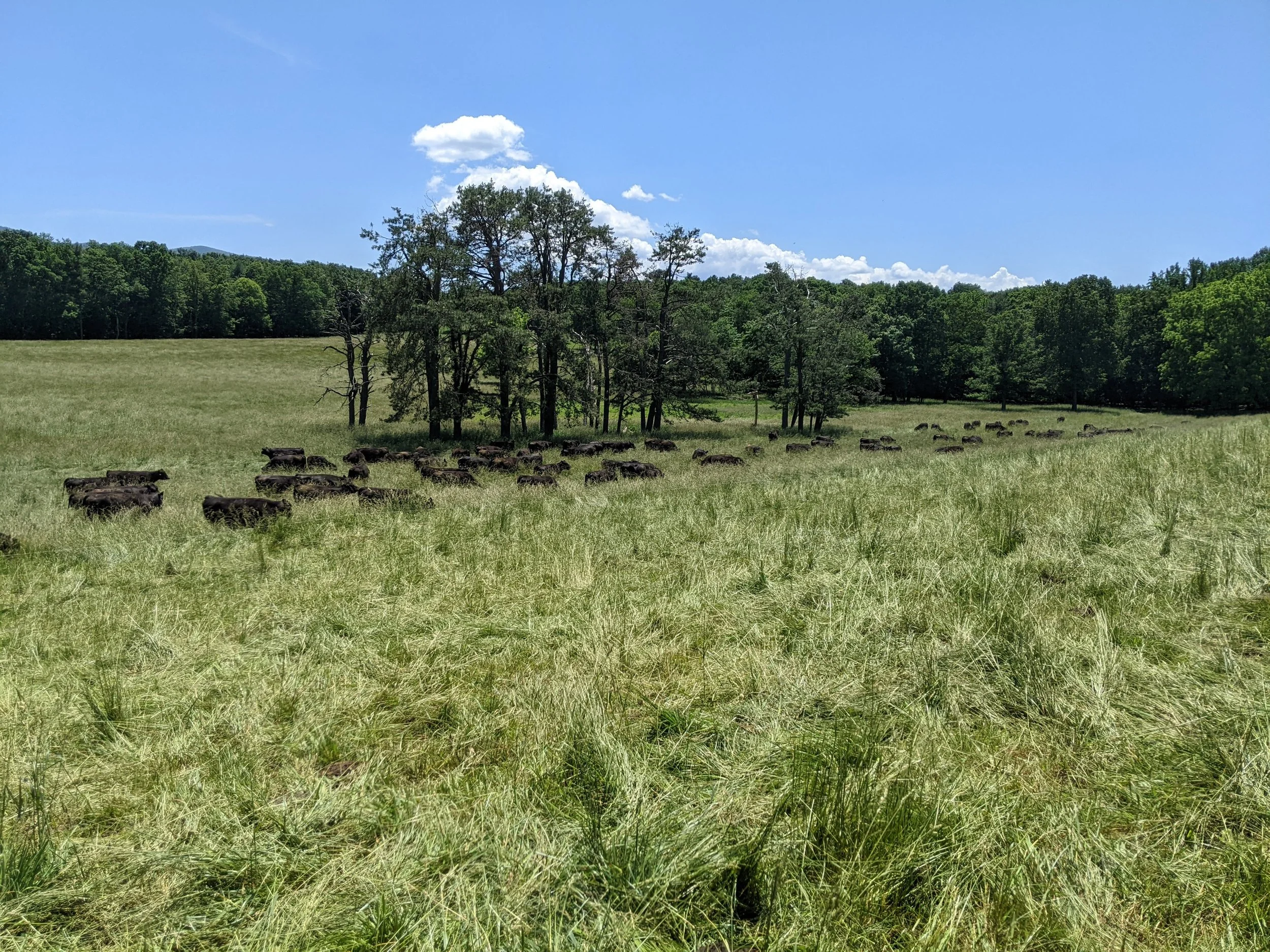 A grassy field with clusters of trees under a blue sky with white clouds. There are grazing animals, likely cattle, in the field.