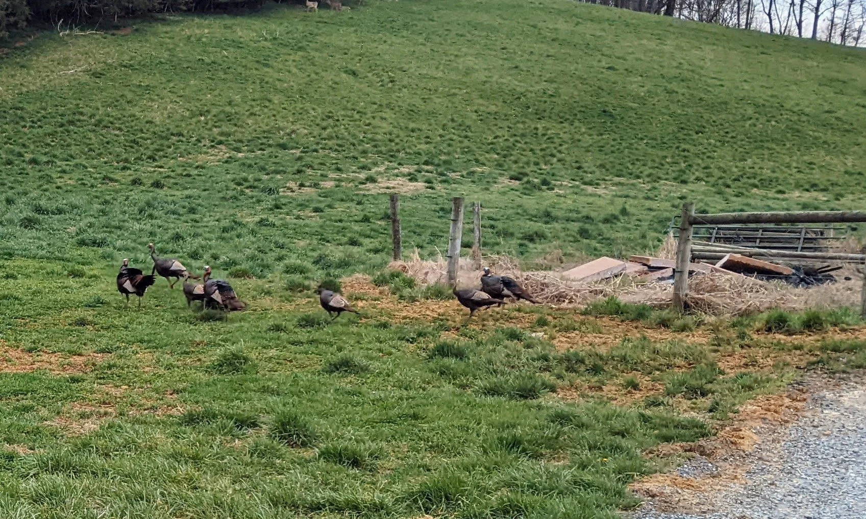 Six turkeys walking on a grassy field near a fence and some open land on a hillside.
