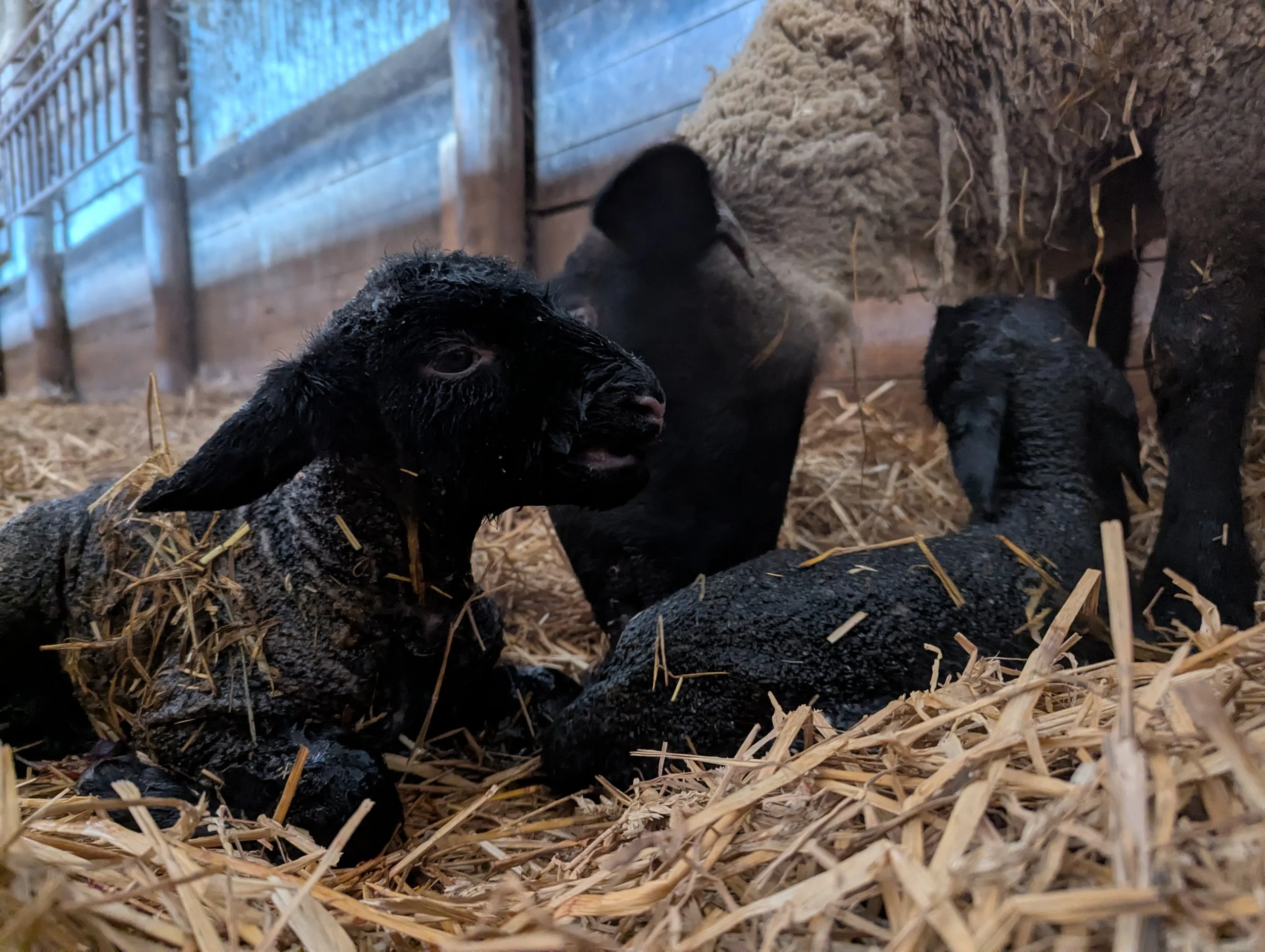 Black piglets in a barn with hay and wooden walls.
