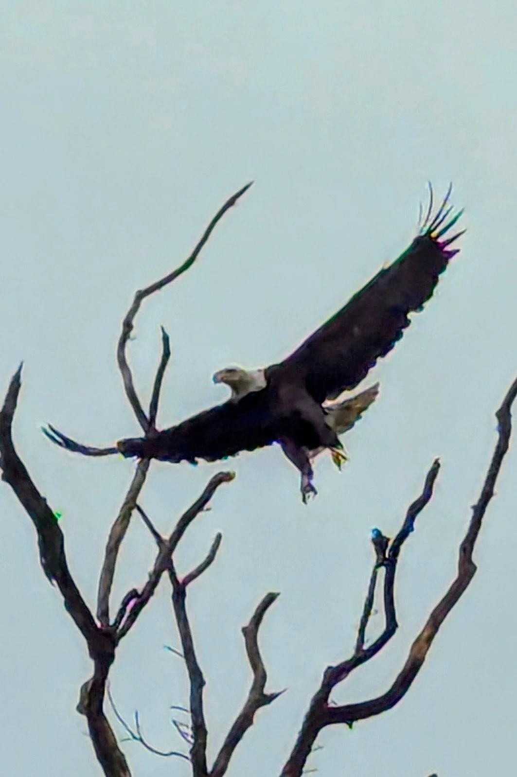 A bald eagle perched on a leafless tree branch, with its wings spread.