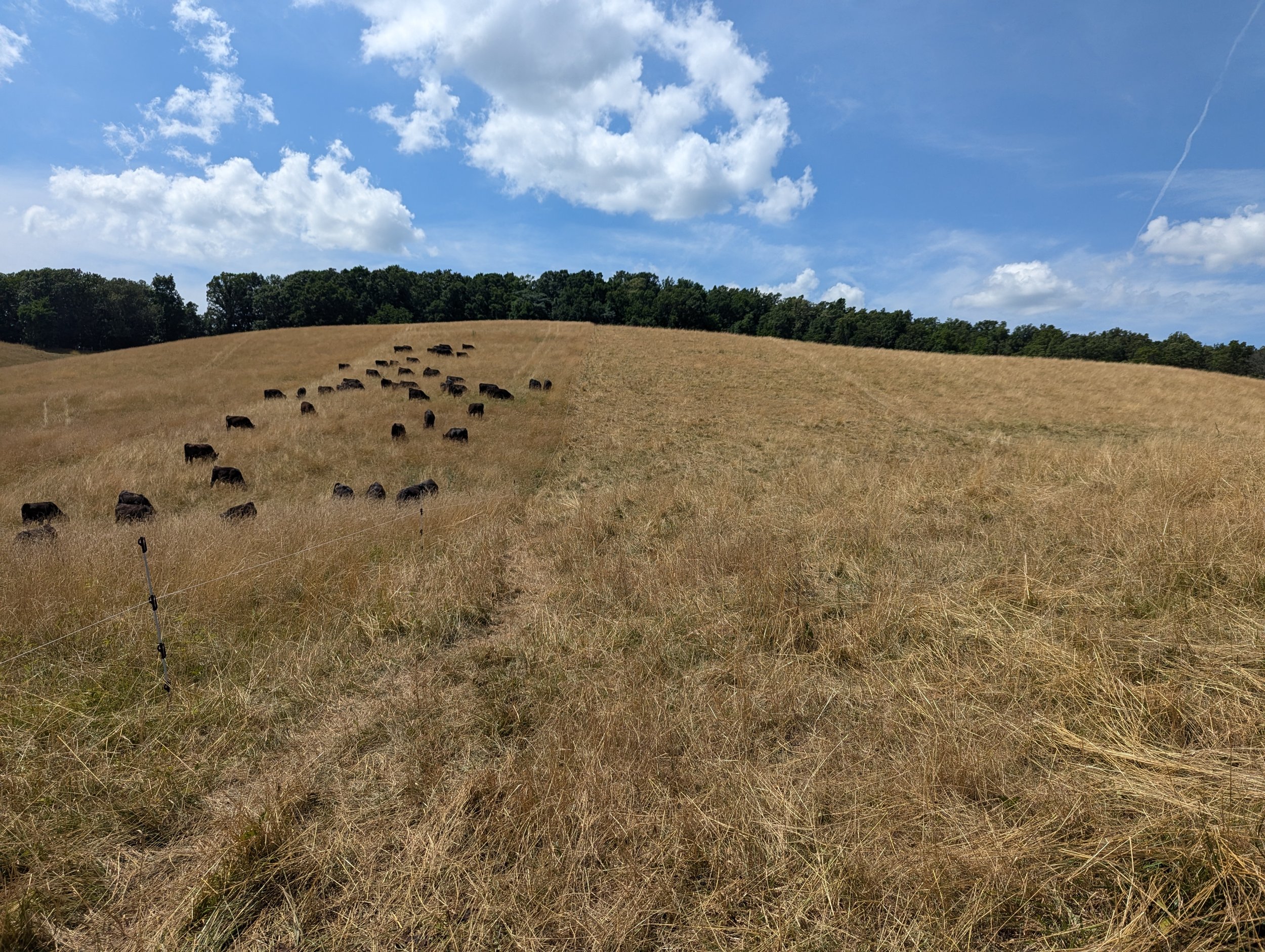 A hillside with dry grass, scattered trees at the top, and a flock of black cows grazing, under a partly cloudy blue sky.