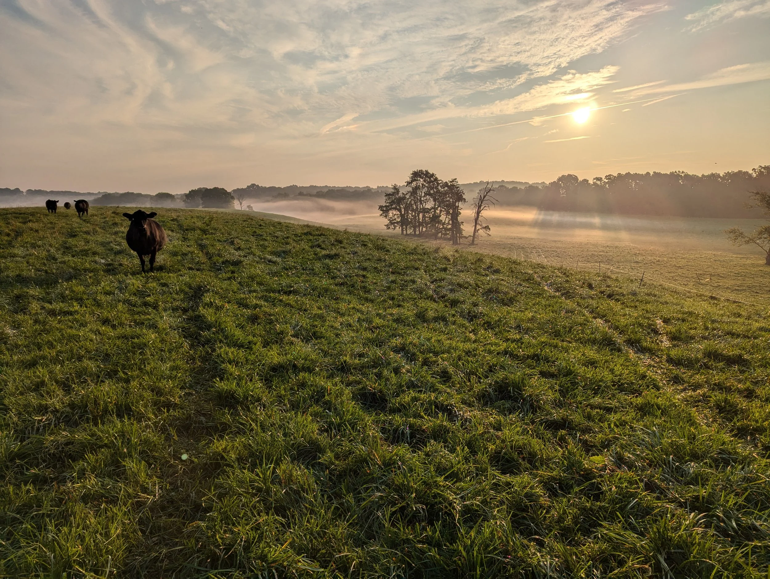 A peaceful countryside scene at sunrise or sunset with a few cows grazing on a grassy hill, scattered trees, and a hazy background with the sun shining through a partly cloudy sky.
