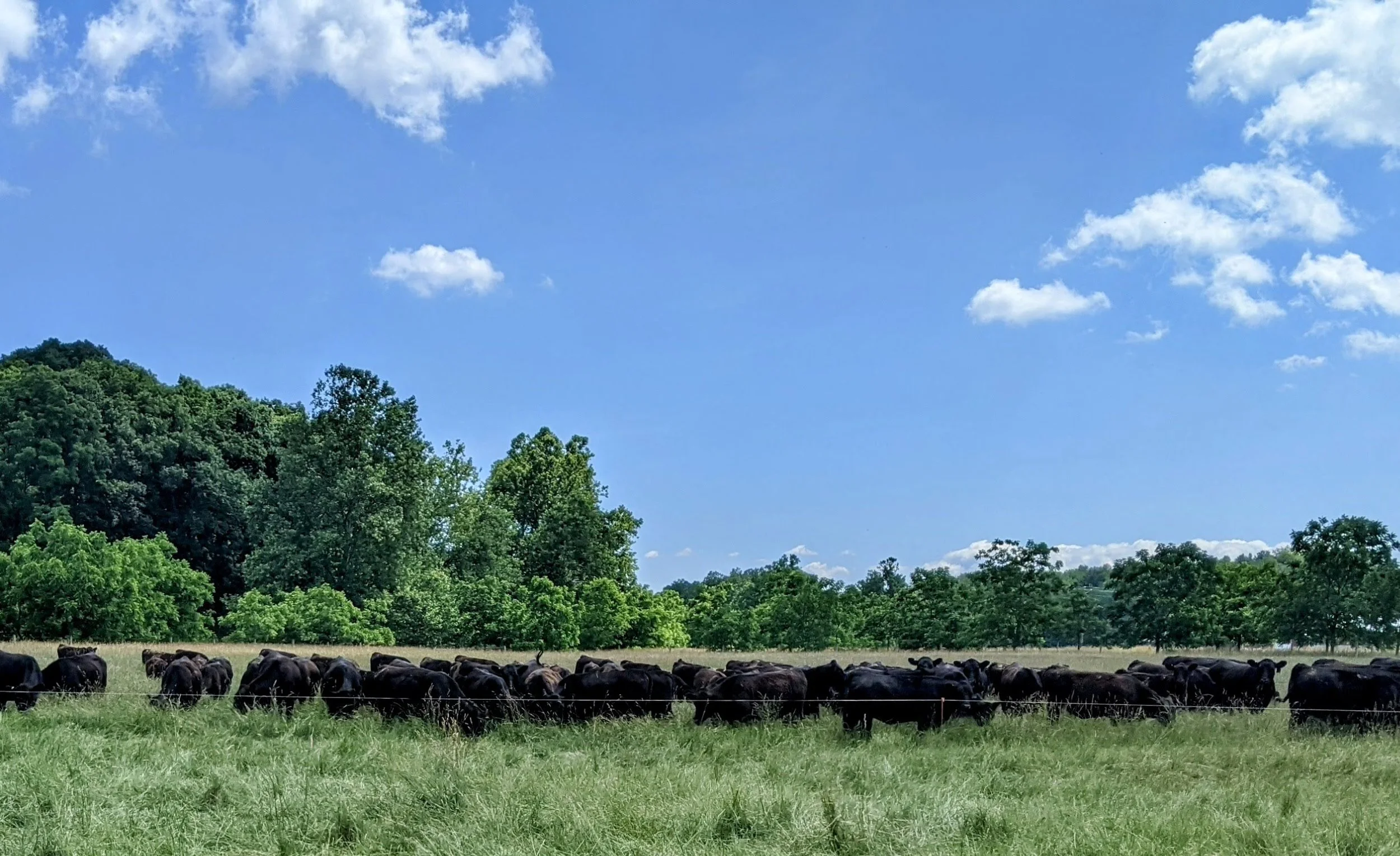 Herd of black cows grazing on a green field with lush green trees and a bright blue sky with scattered white clouds.