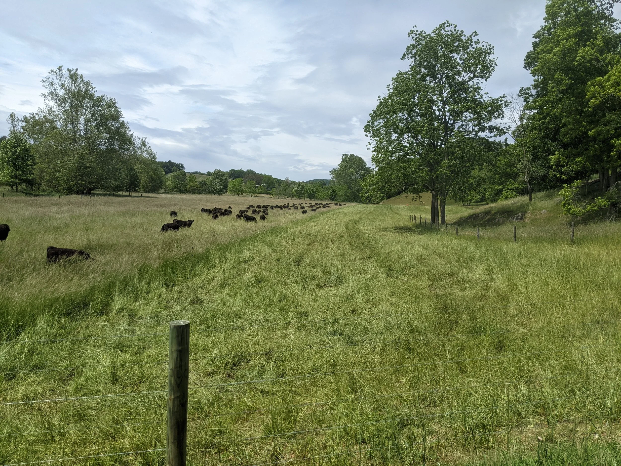 A field with tall grass, scattered trees, and a flock of dark-colored cows grazing under a partly cloudy sky.