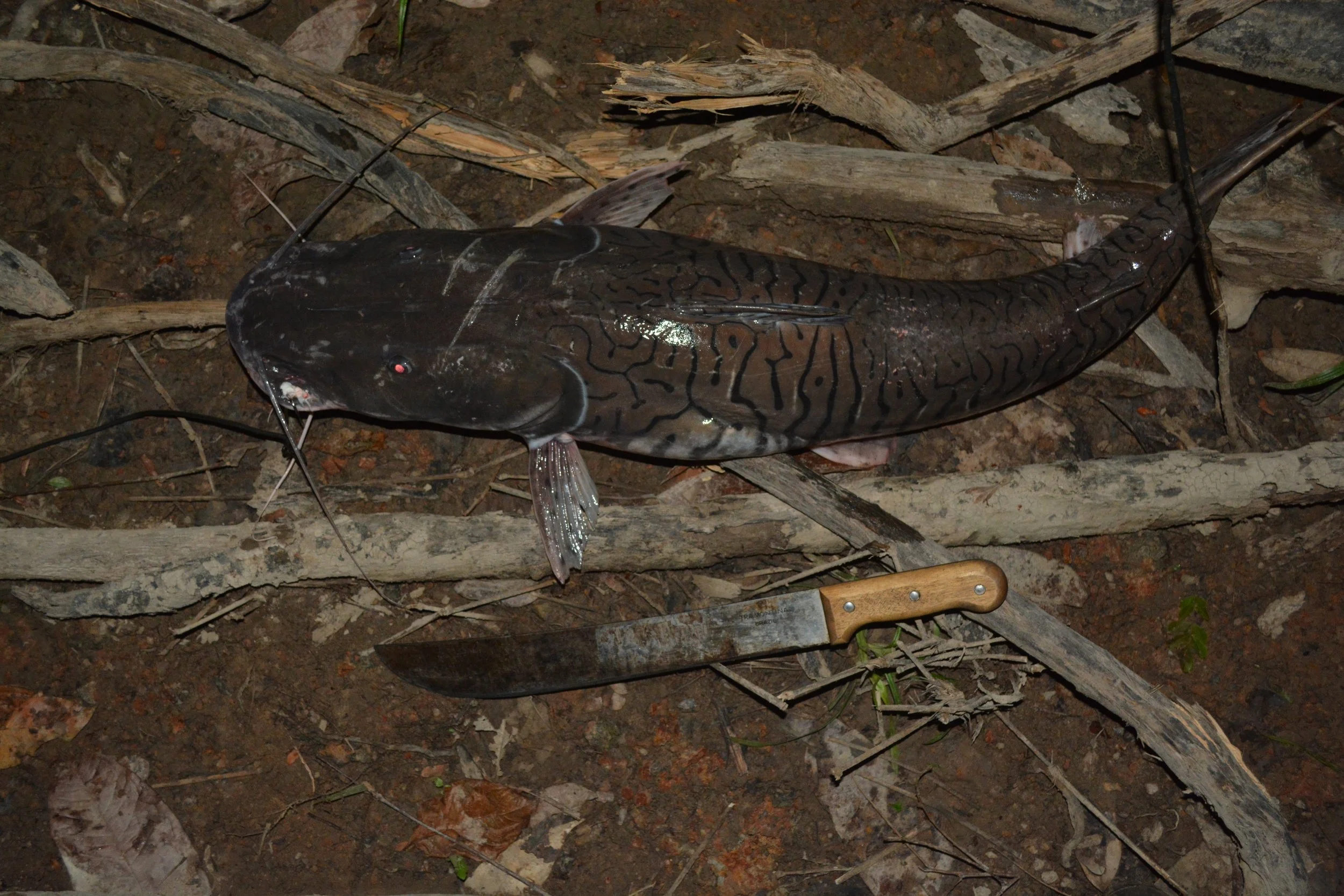 Copy of Copy of DSC_4188.JPG