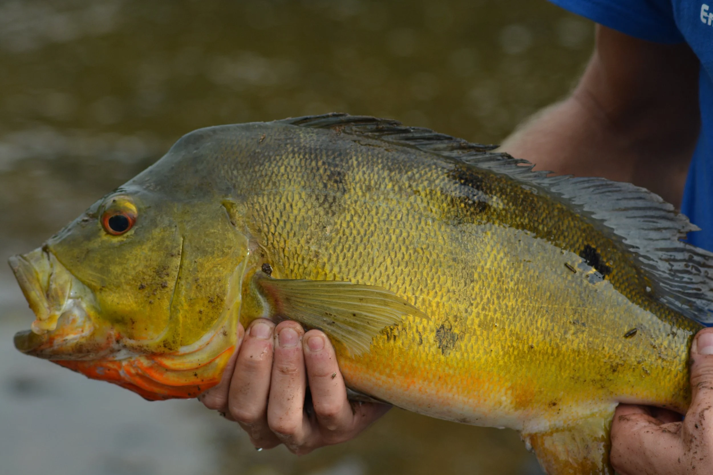 Copy of DSC_0802.JPG