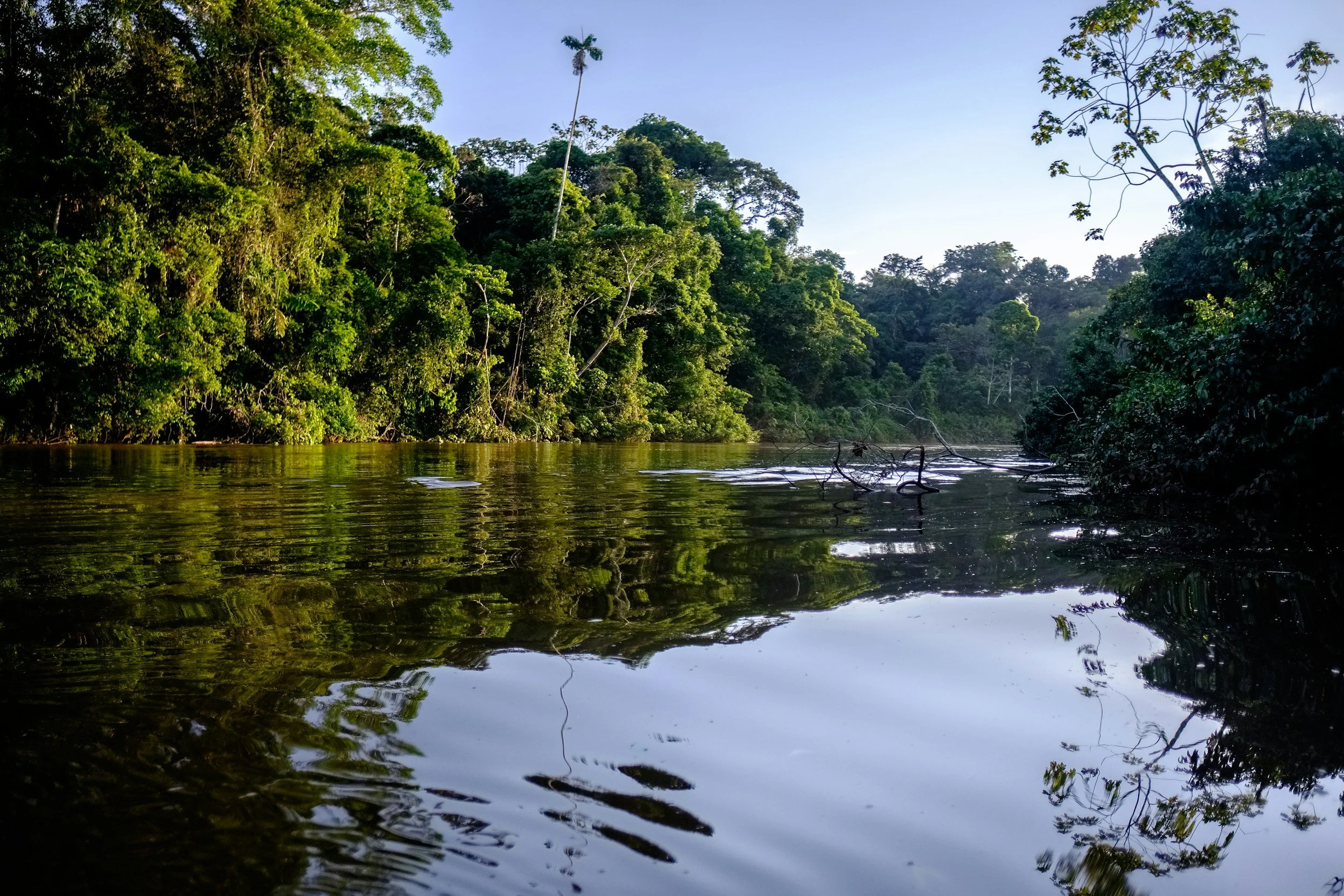 Jungle Survival Intensive - Amazon