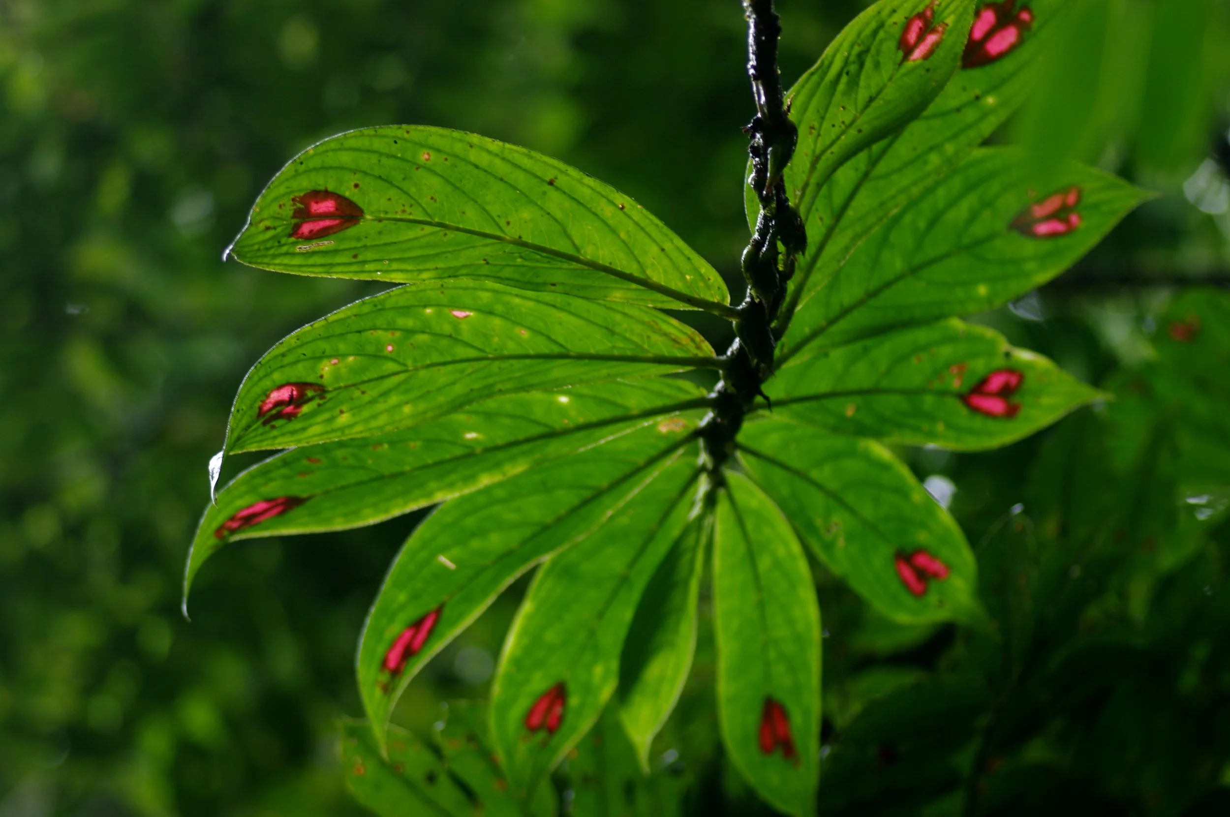 Blood of Christ Plant in Costa Rica.JPG