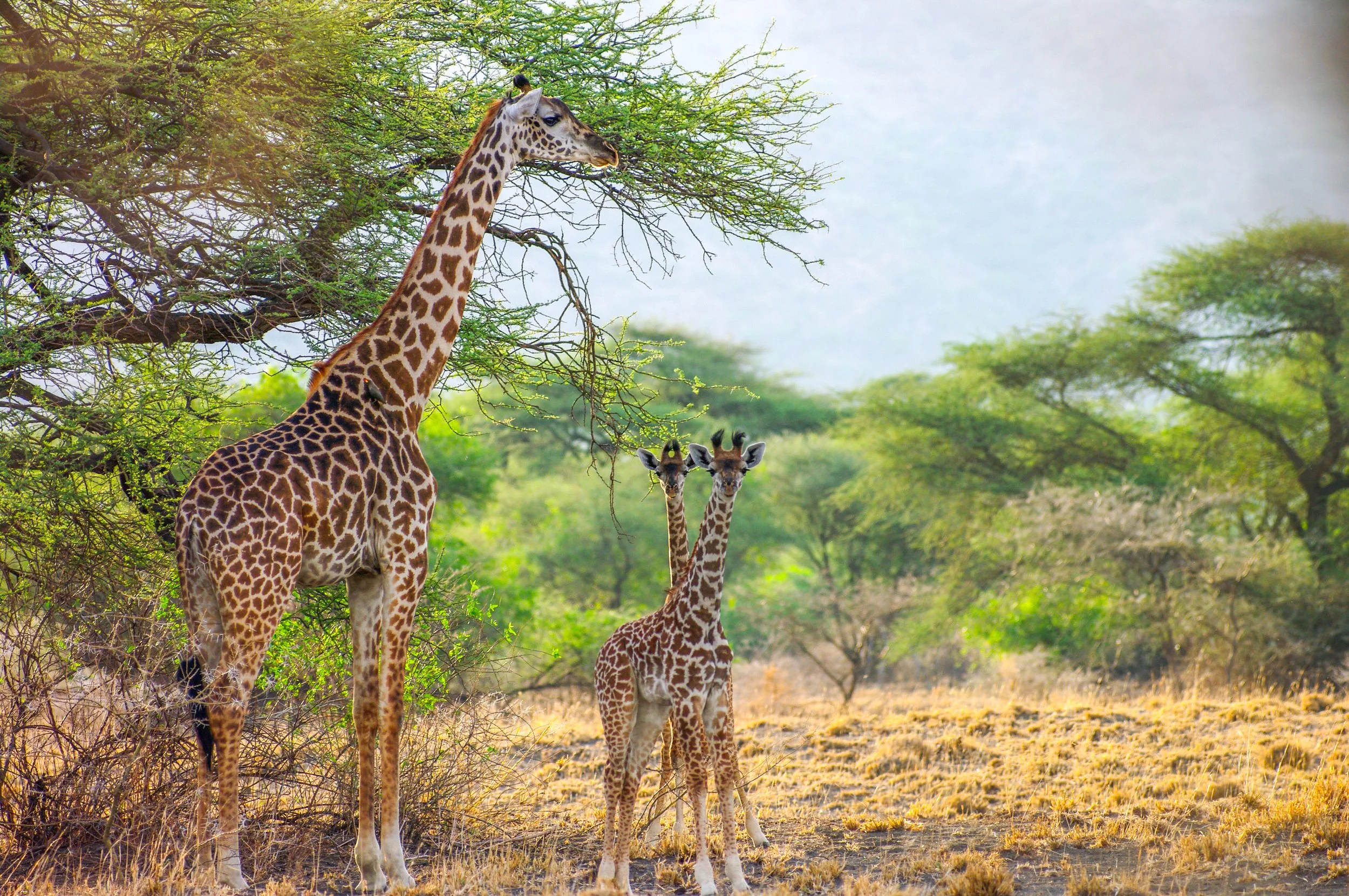 Giraffes near Lake Natron.jpg