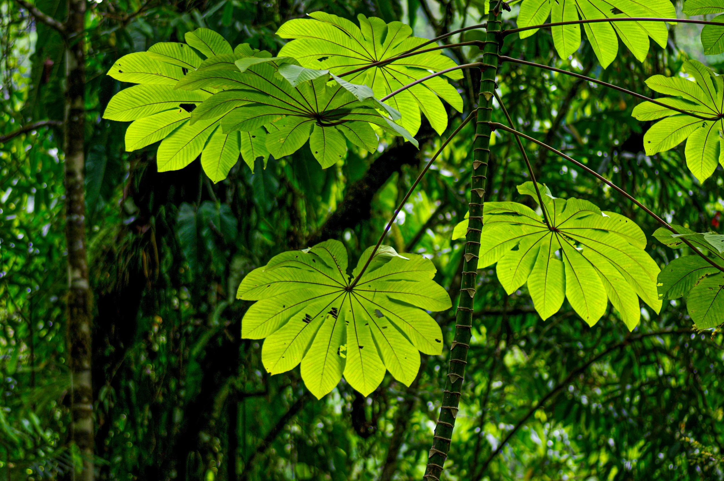Rainforest in Costa Rica.jpg