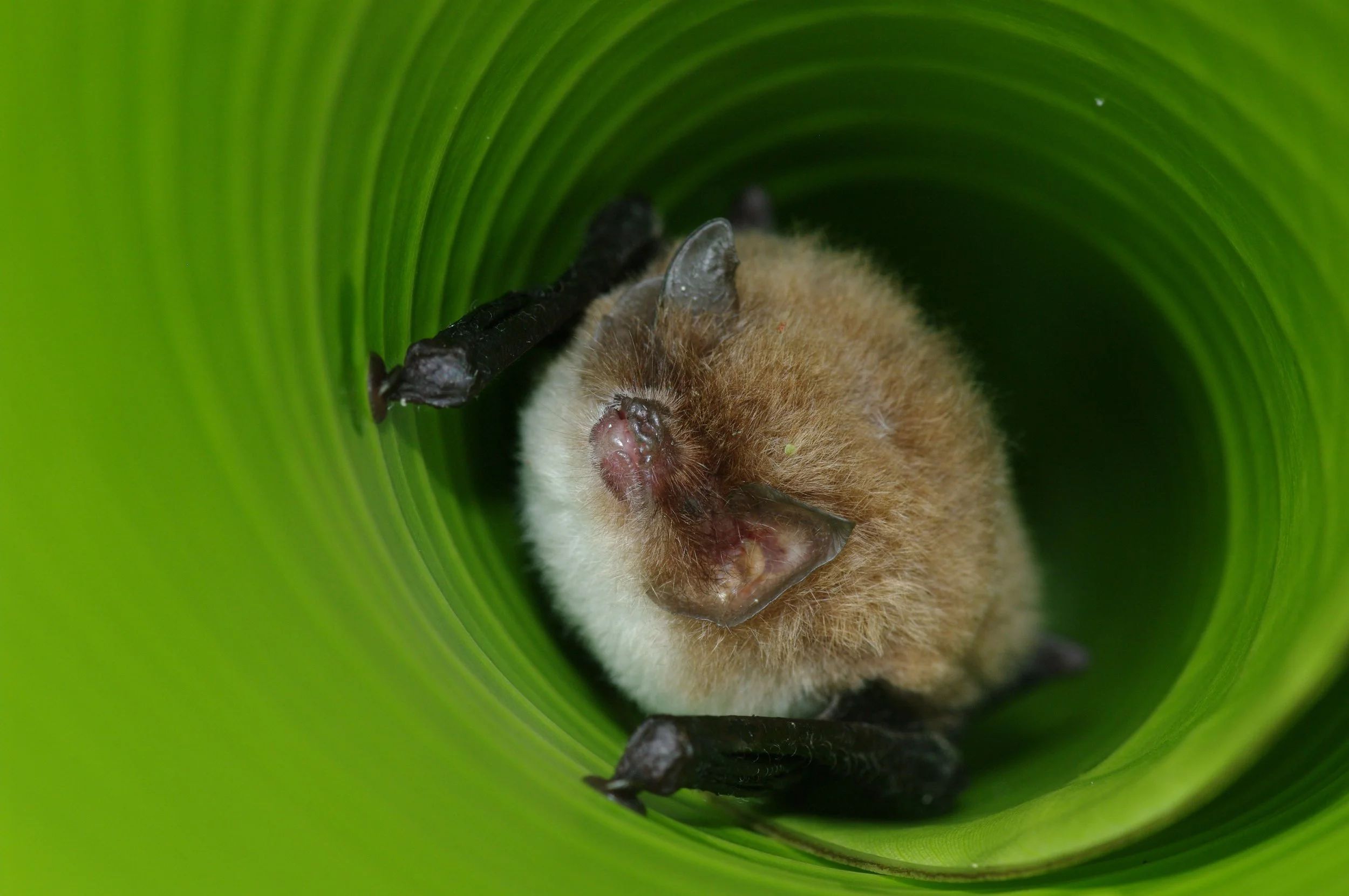 Spix's disk-winged bat in Costa Rica.JPG