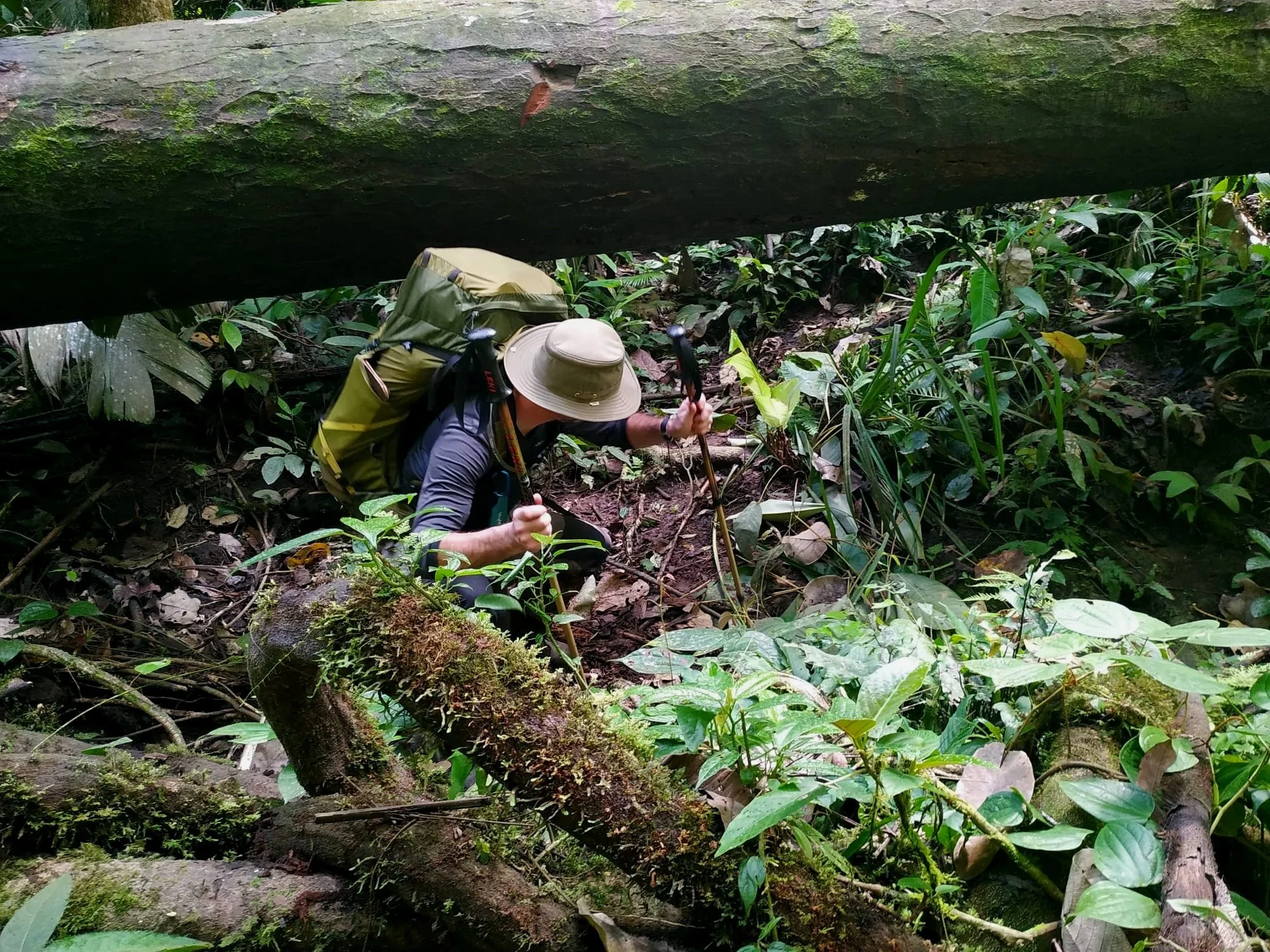 Person with a backpack and hat crawling through a dense jungle with fallen logs and green plants.